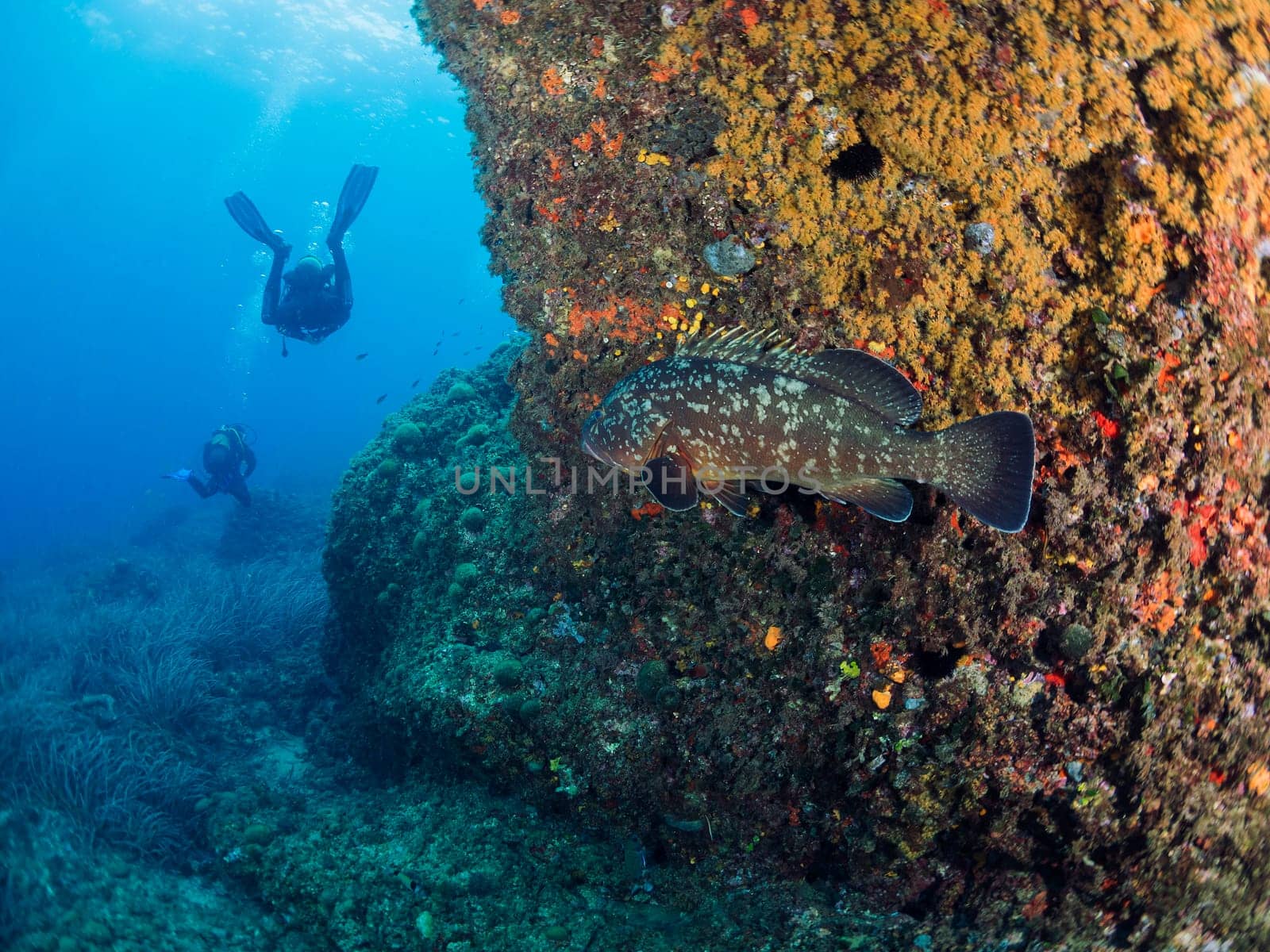 grouper fish observes behind a rock covered in coral a group of two divers diving along the bottom of the sea, concept of underwater wildlife and recreational scuba diving