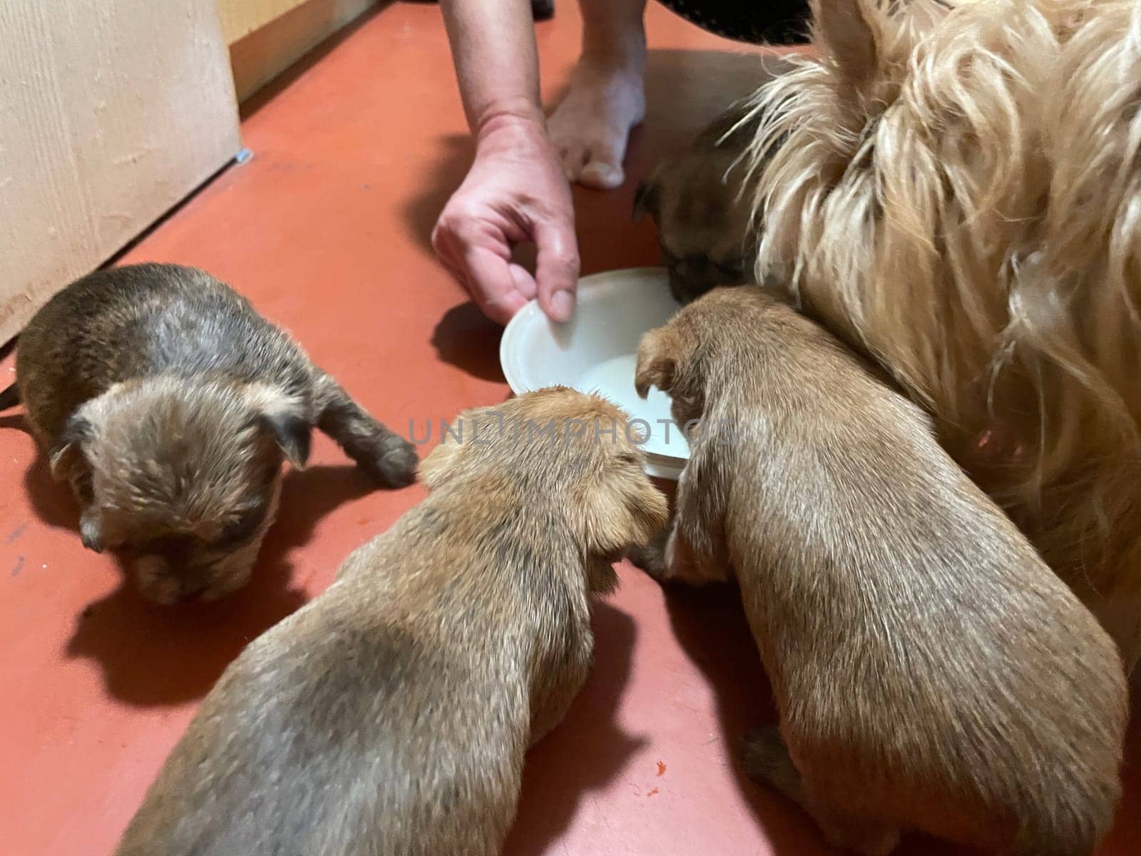 Adorable puppies gathered together while being fed, showing their excitement and cuteness during mealtime.