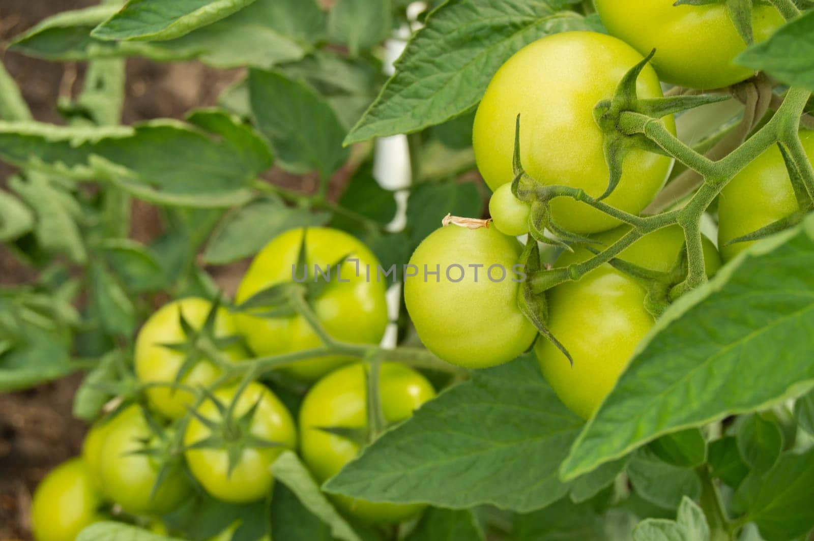 Unripe green tomatoes on a branch, selective focus.
