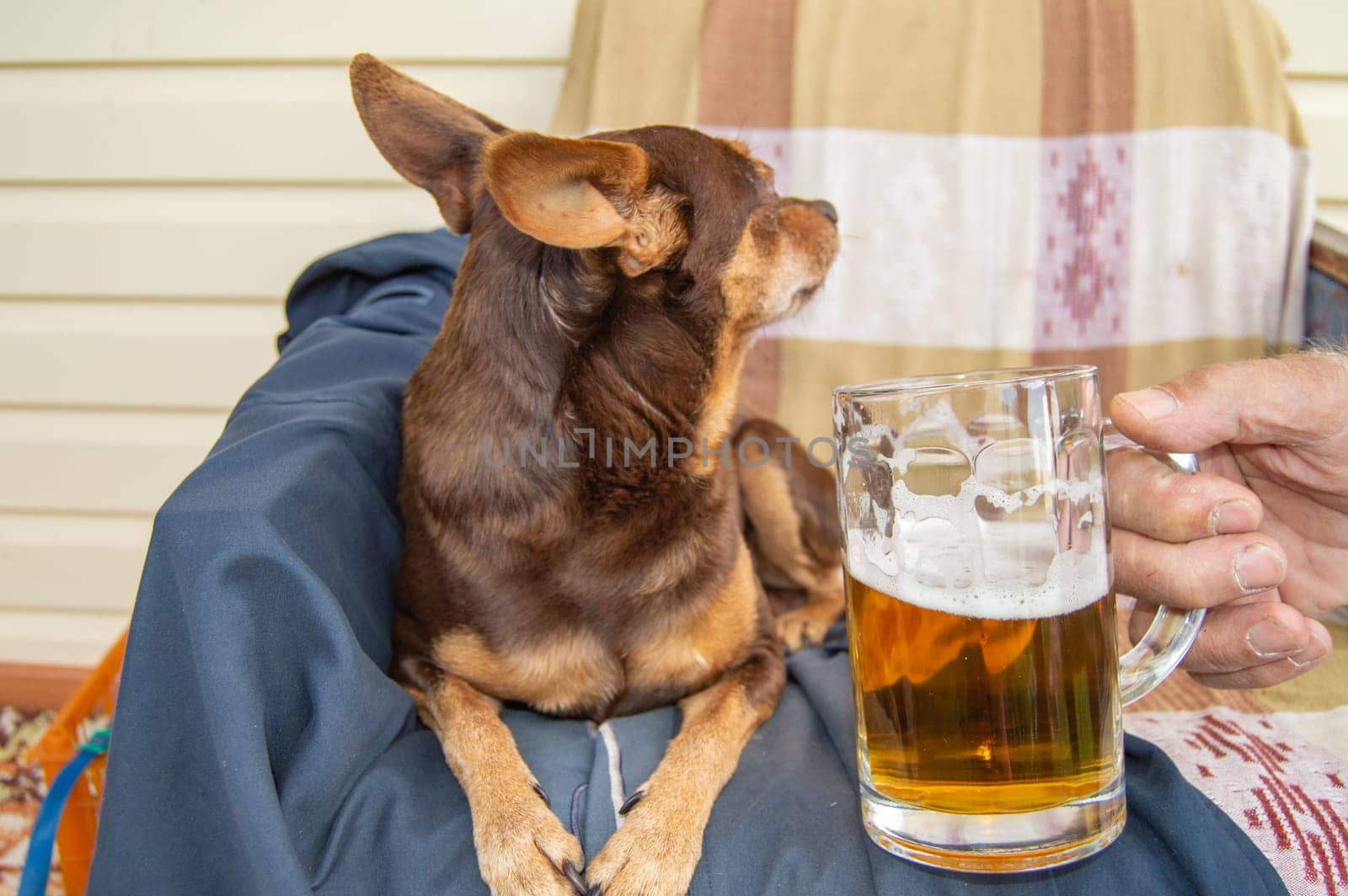 Dwarf pinscher dog, turned away from the beer glass, selective trick.