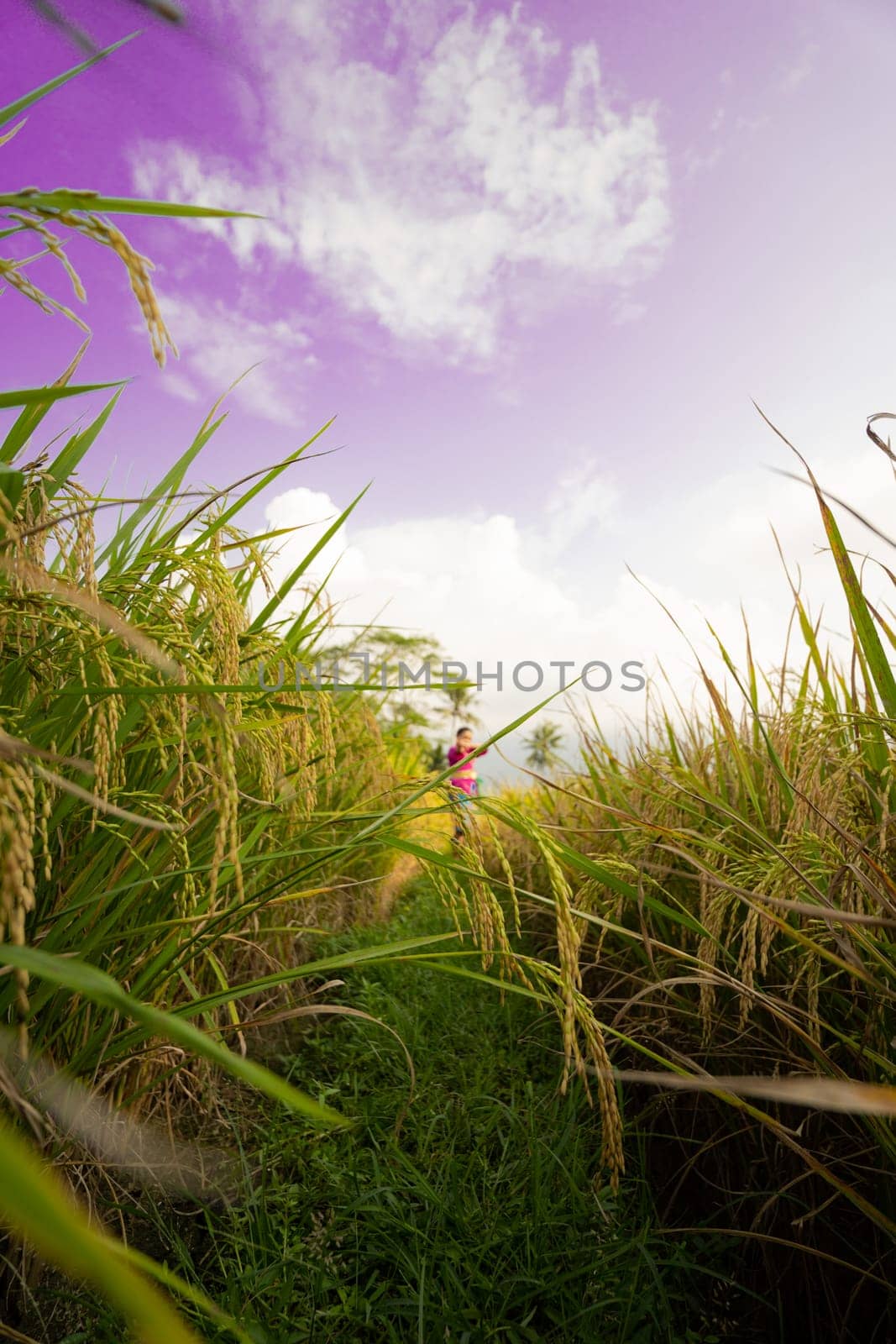 Indonesian women dancing pose between the rice field with purple sky in the background during the daylight