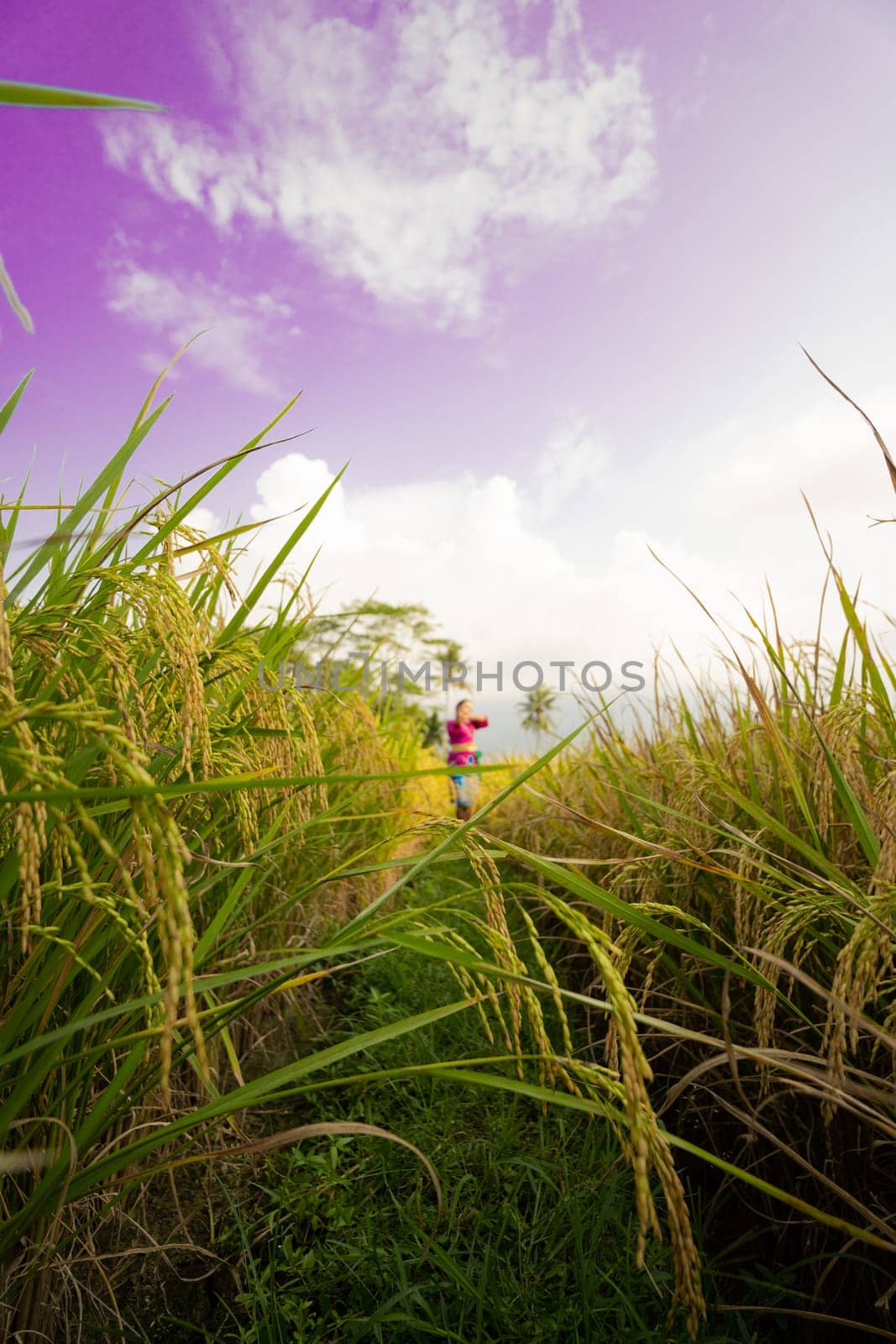Indonesian women dancing pose between the rice field with purple sky in the background during the daylight