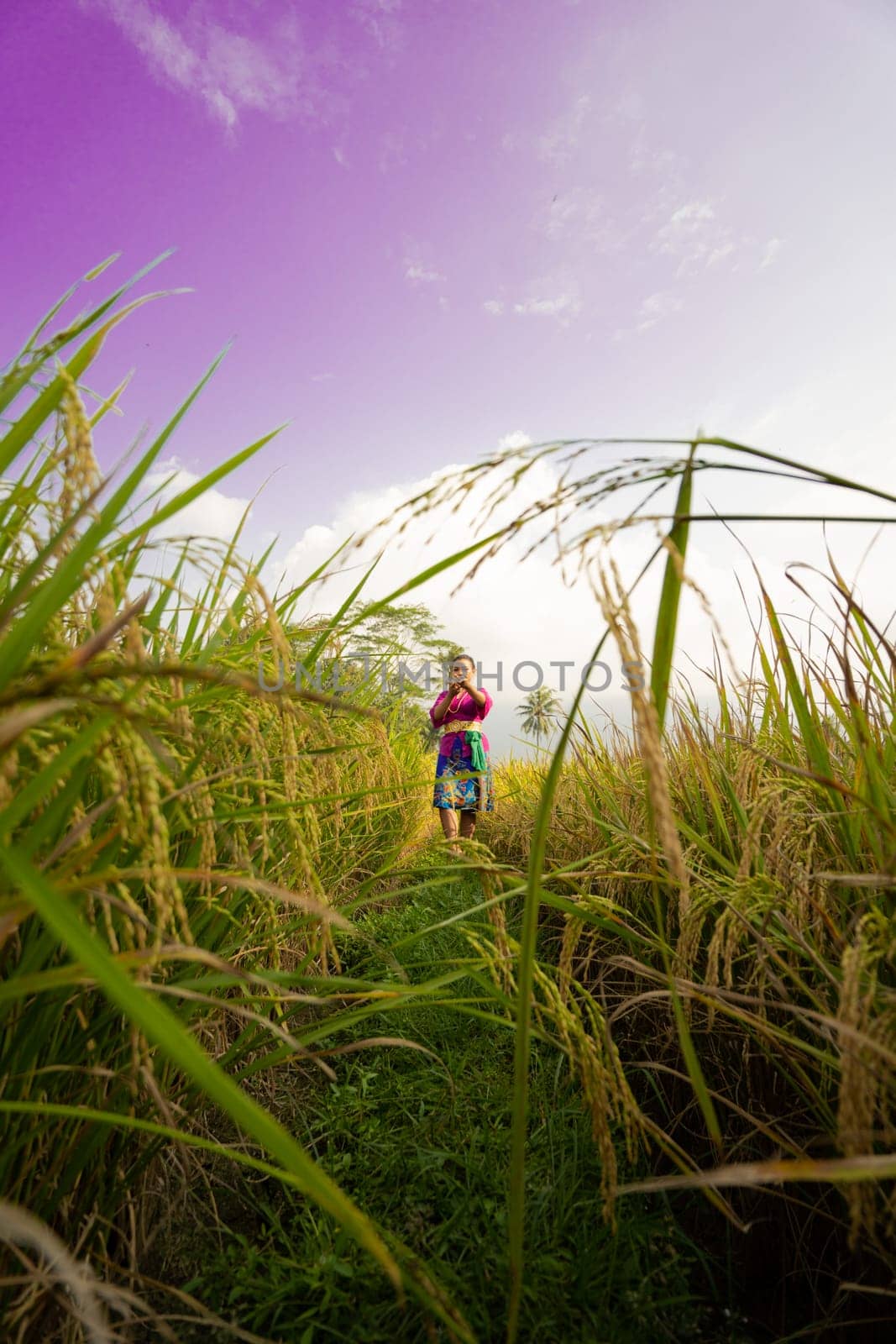 The yellowish rice field at the farm with the woman in a purple dress in it standing while visiting the rice field farm in the afternoon