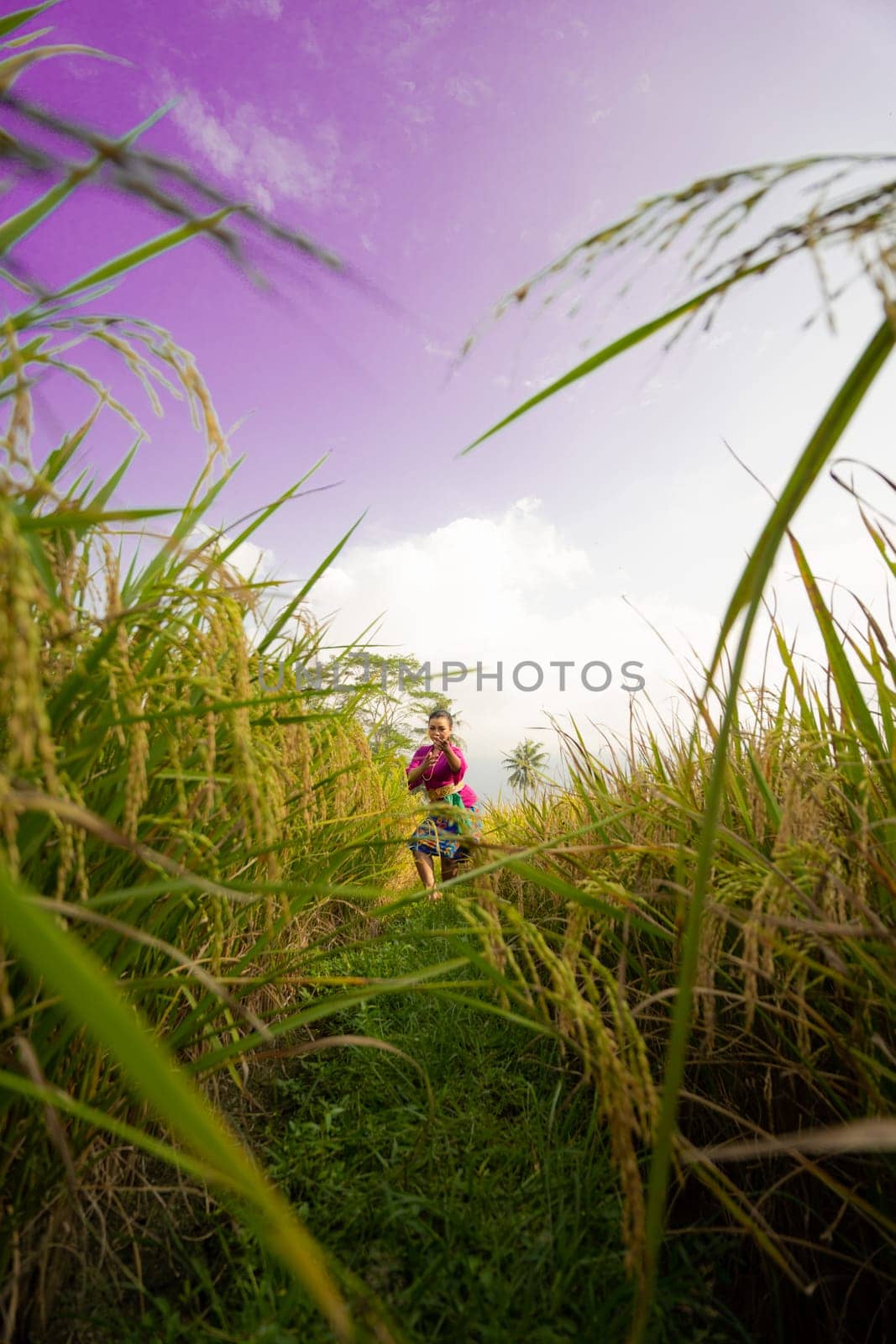 The yellowish rice field at the farm with the woman in a purple dress in it standing while visiting the rice field farm in the afternoon