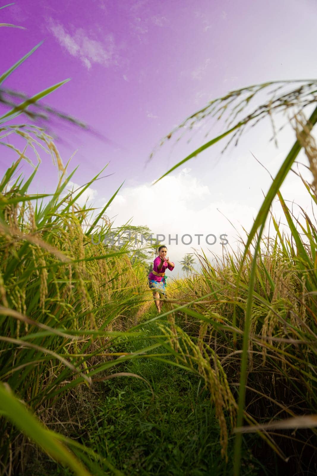 The yellowish rice field at the farm with the woman in a purple dress in it standing while visiting the rice field farm in the afternoon