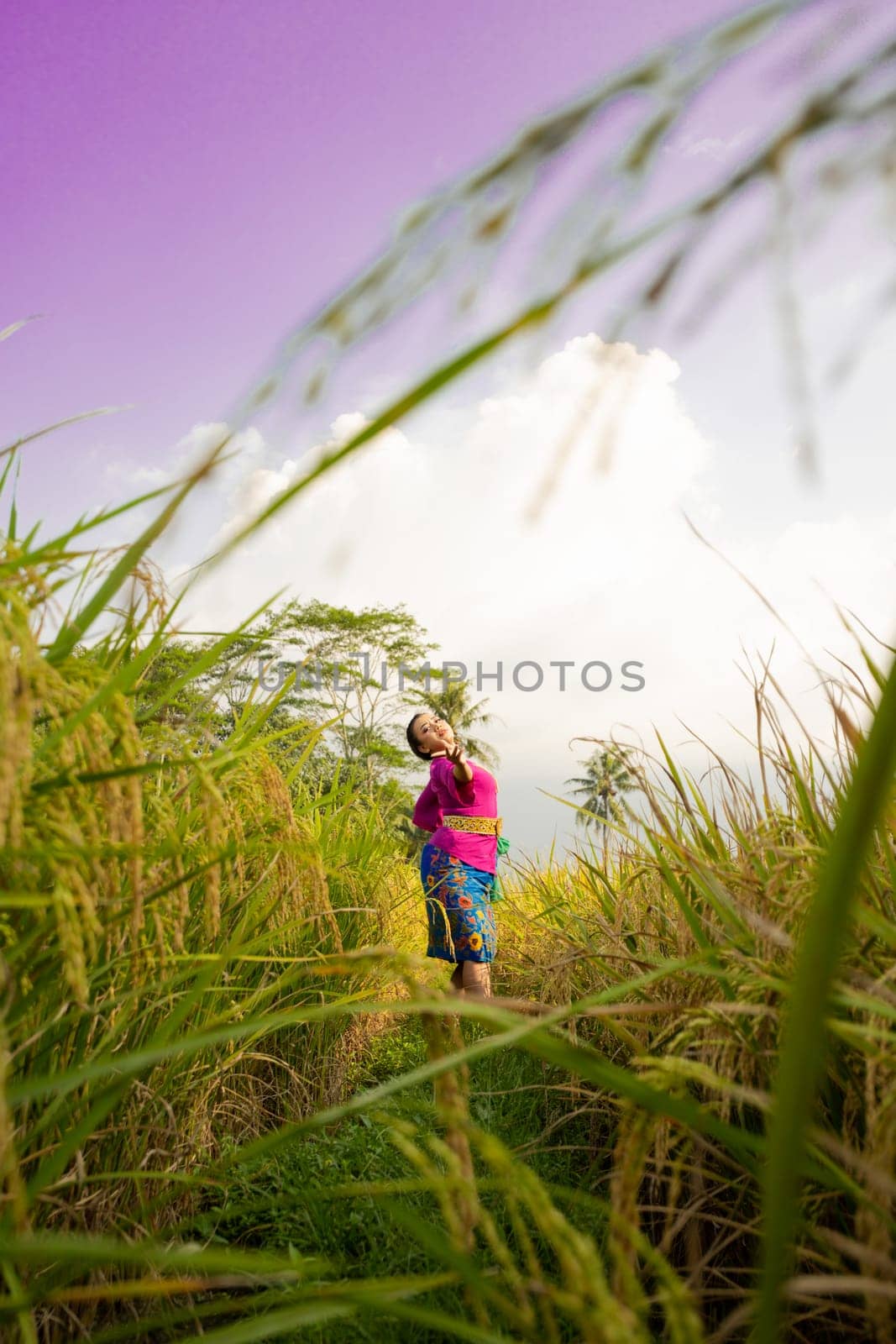 An Asian woman in a purple dress standing between the yellow rice field while harvesting rice during the daylight