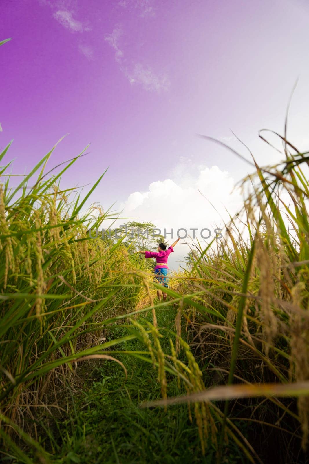 An Asian woman in a purple dress standing between the yellow rice field while harvesting rice during the daylight