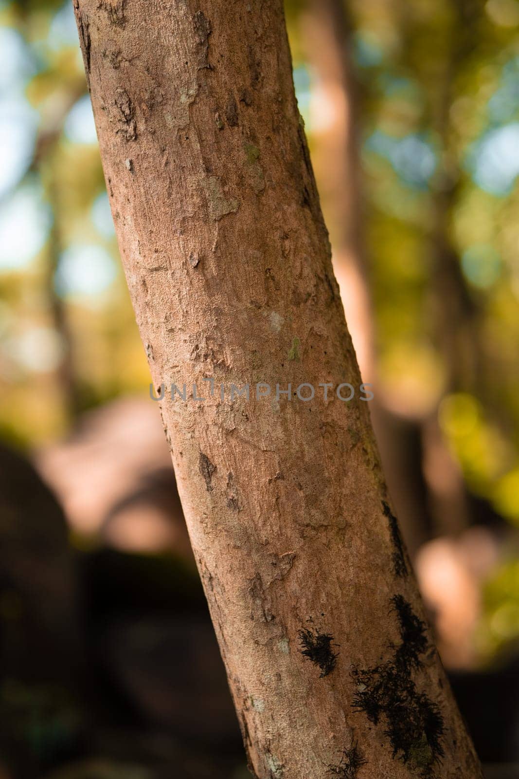 The brown wood and the branches of a tree standing in the jungle inside the village