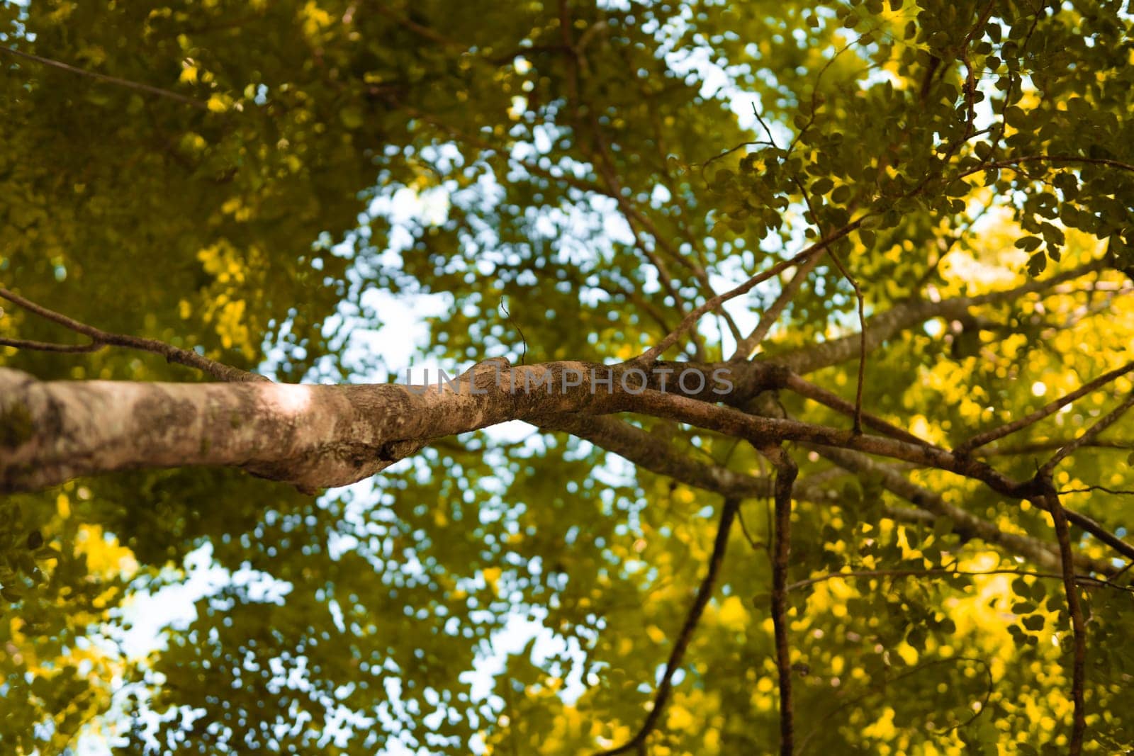 The brown wood and the branches of a tree standing in the jungle inside the village