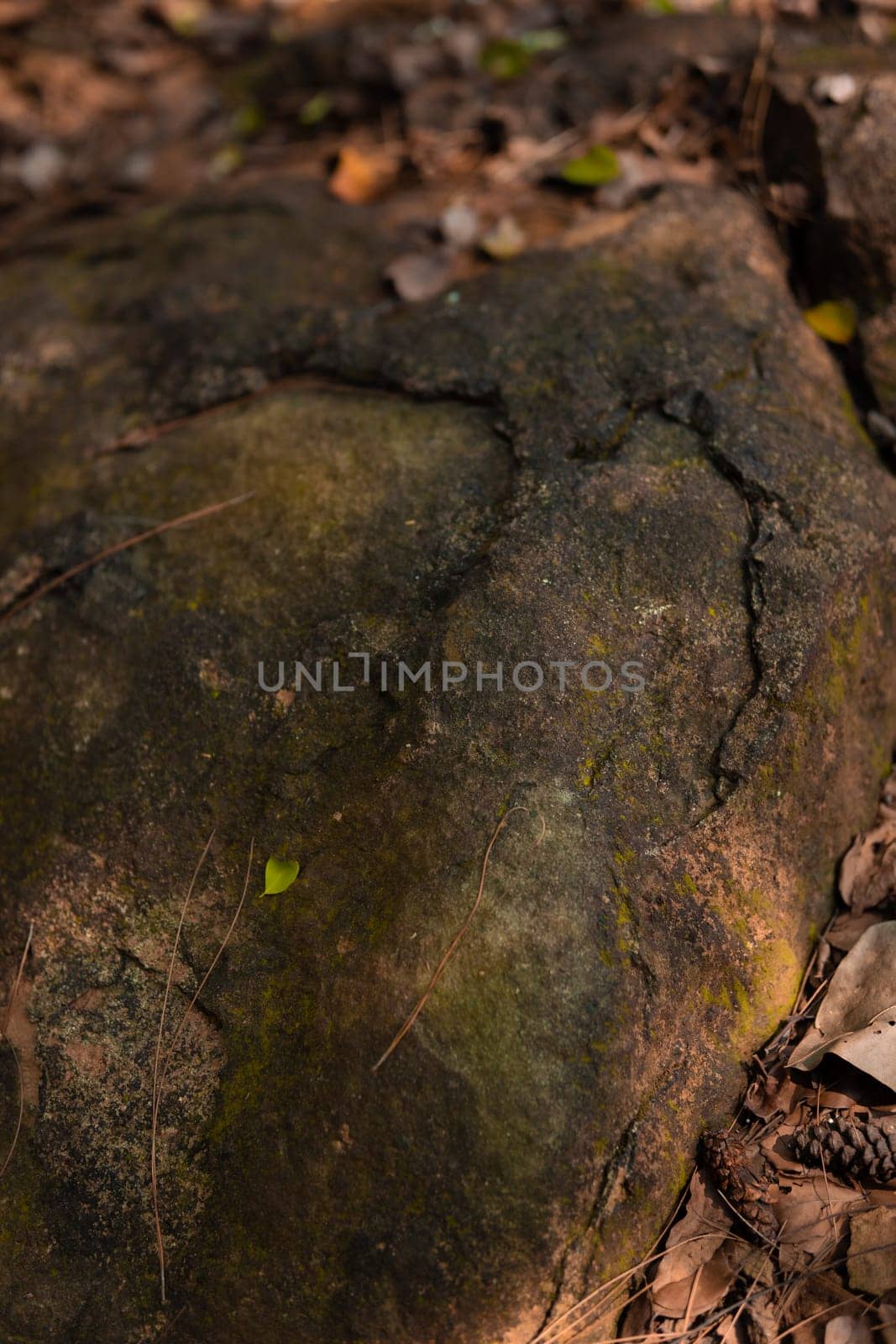 The Big rock with the dead leaves on the ground inside the forest during the daylight