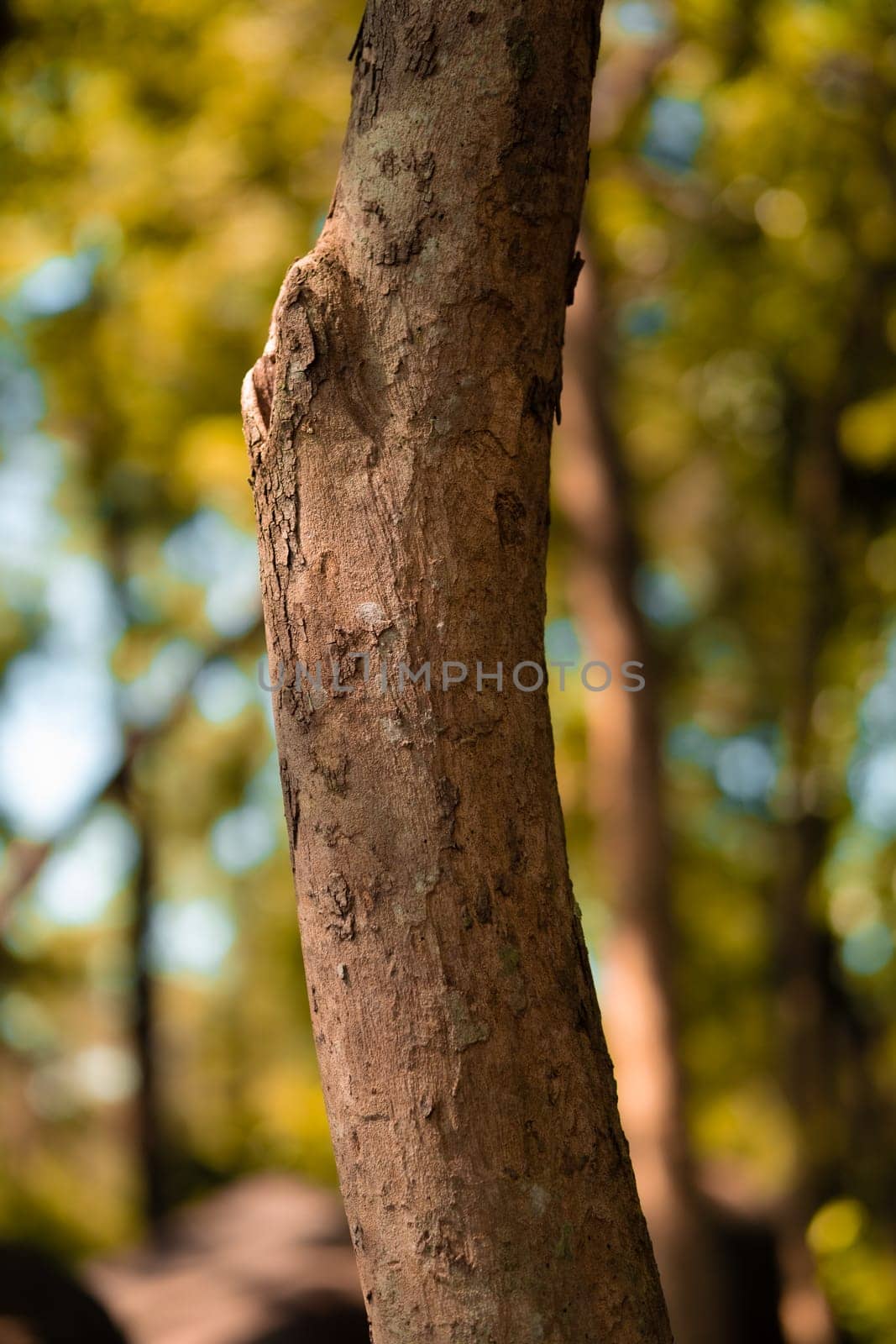 The brown wood and the branches of a tree standing in the jungle inside the village