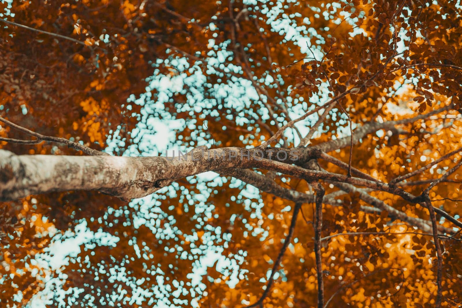 The brown wood and the branches of a tree standing in the jungle inside the village