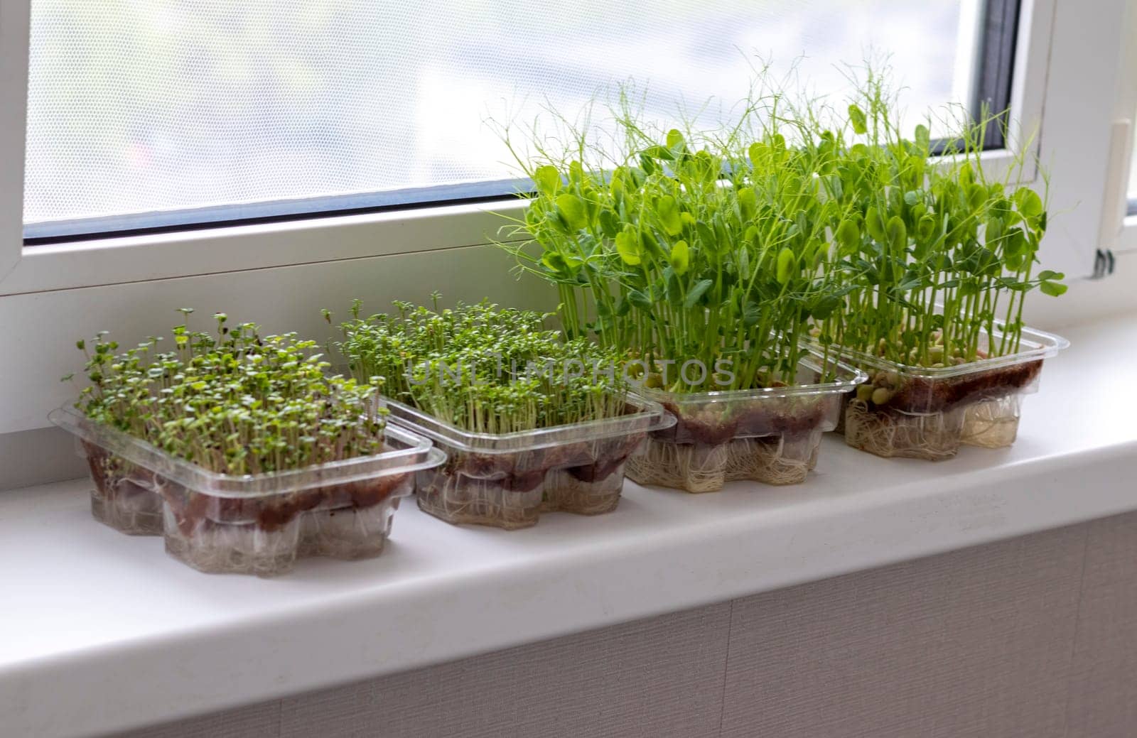Freshly sprouted shoots of micro greens in the plastic containers on the jute mat. Placed on the windowsill in the balcony of the modern apartment