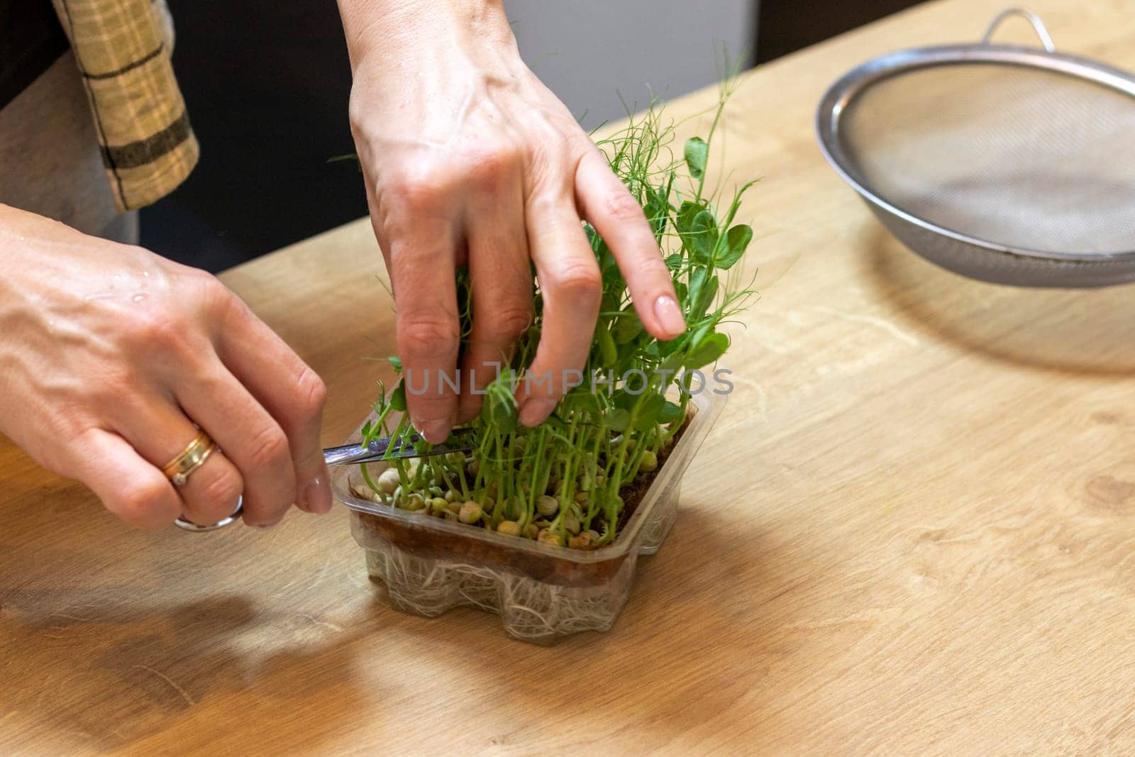 Woman cuts of the micro greens in the plastic container