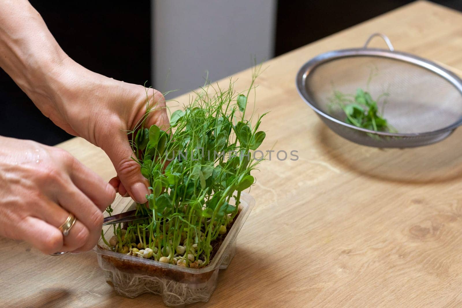 Woman cuts of the micro greens in the plastic container