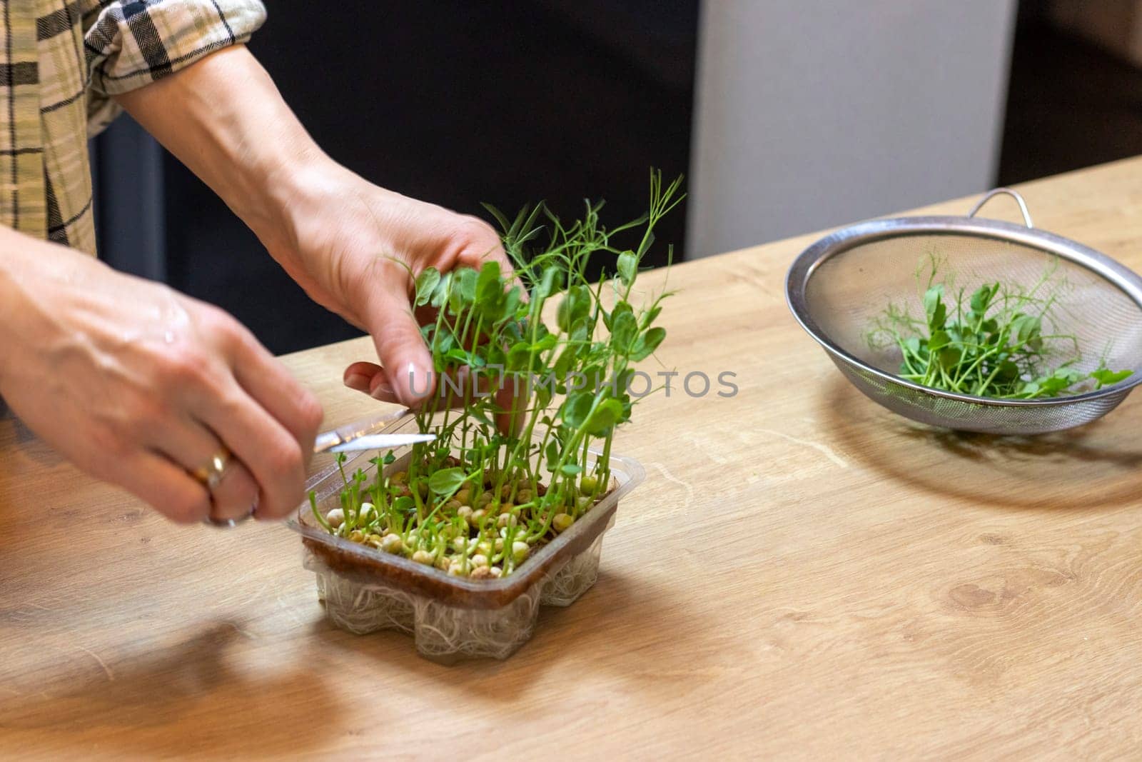 Woman cuts of the micro greens in the plastic container