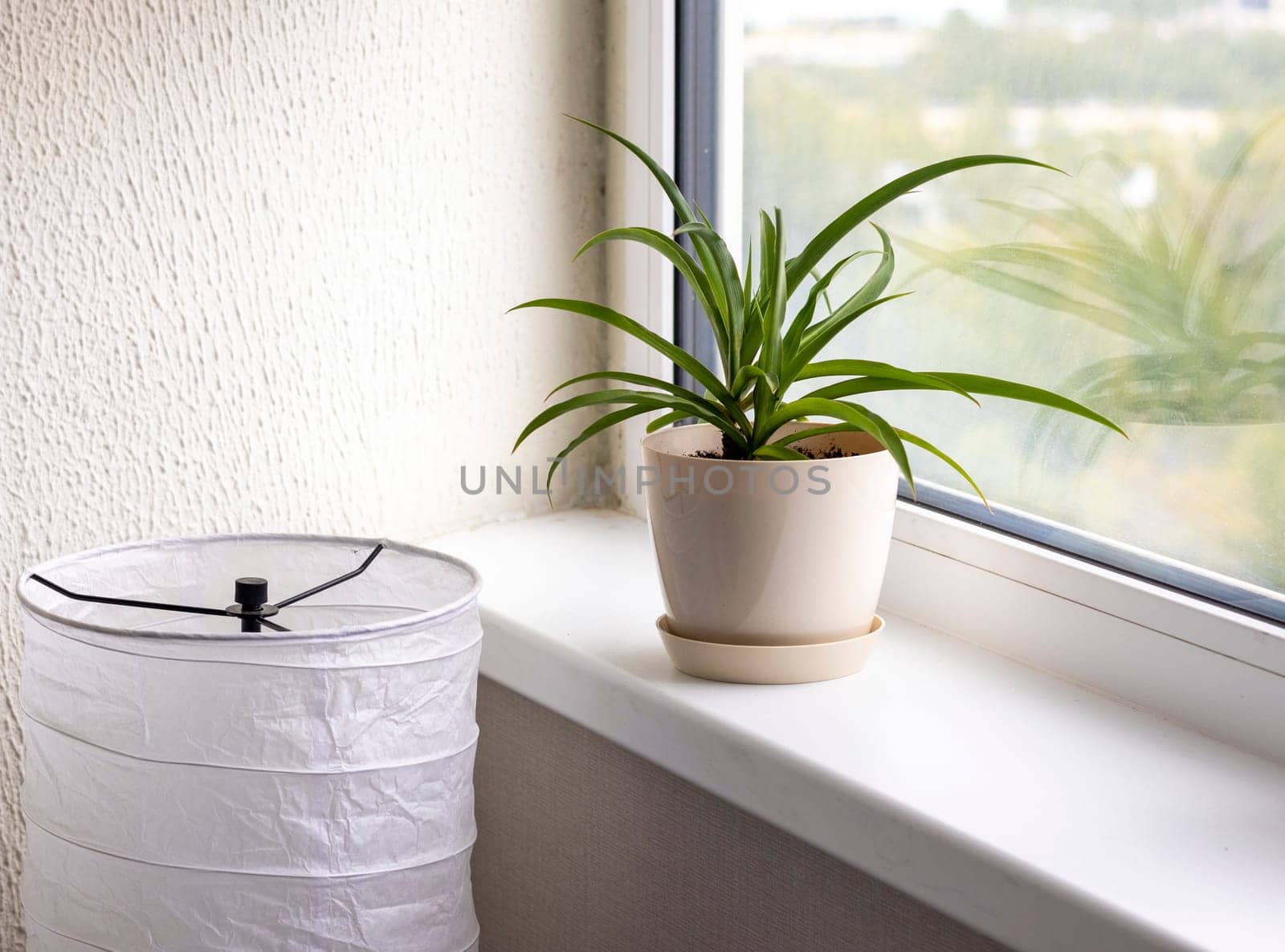 Aesthetic shot of the home pot plants on the windowsill of the modern apartment