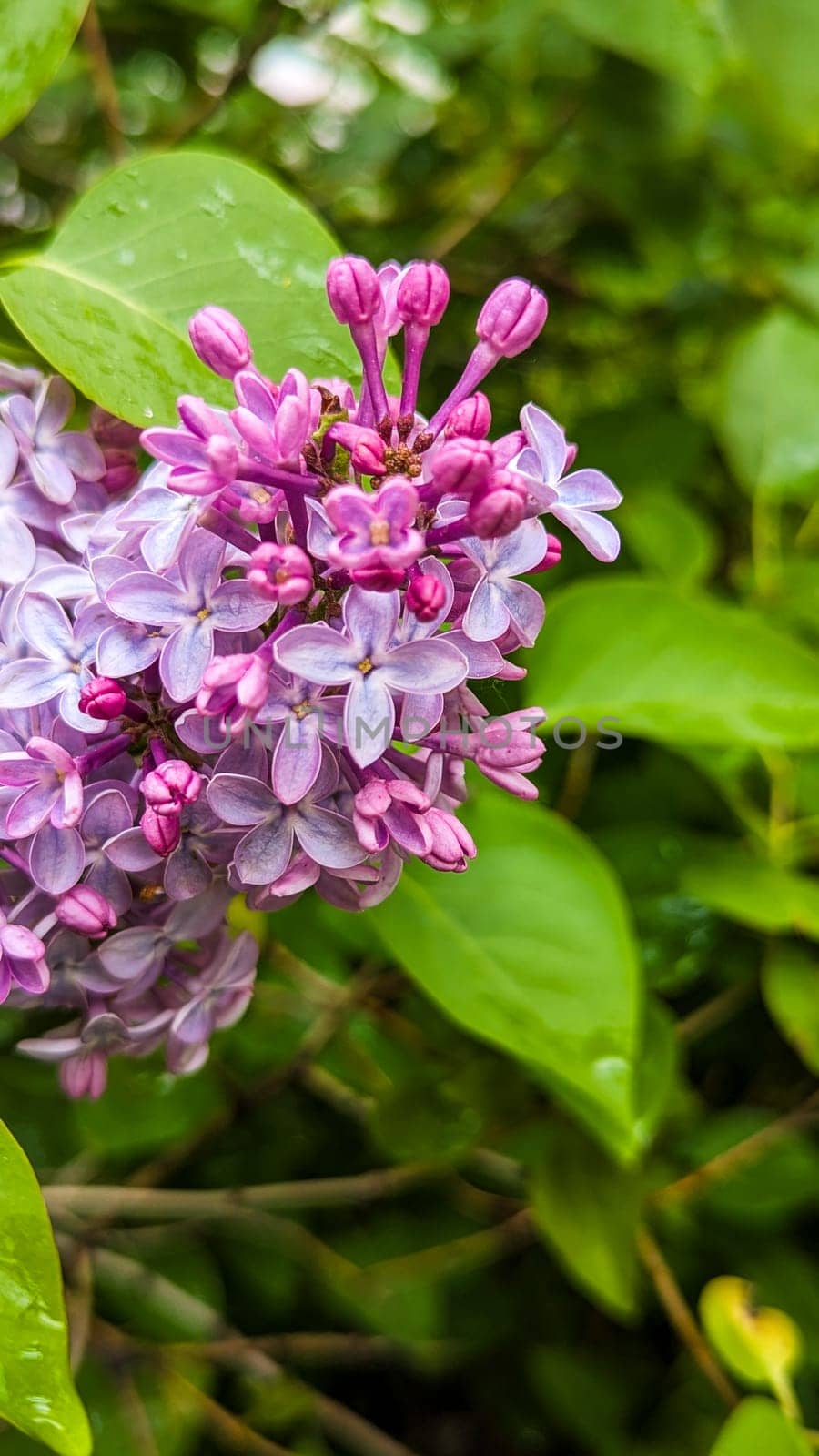 Beautiful Spring lilac closeup background. Floral colorful greeting card or phone background. High quality photo