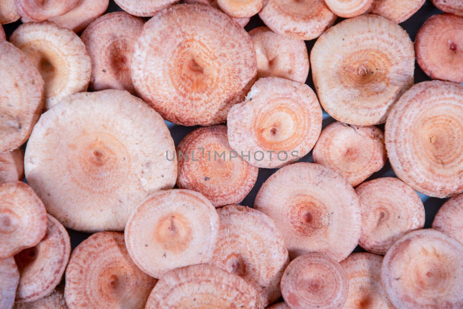 Textured mushroom background of numerous pink mushrooms, Lactarius torminosus in Latin, neatly arranged on a surface, conditionally edible mushroom of good quality, used in salted and pickled form,