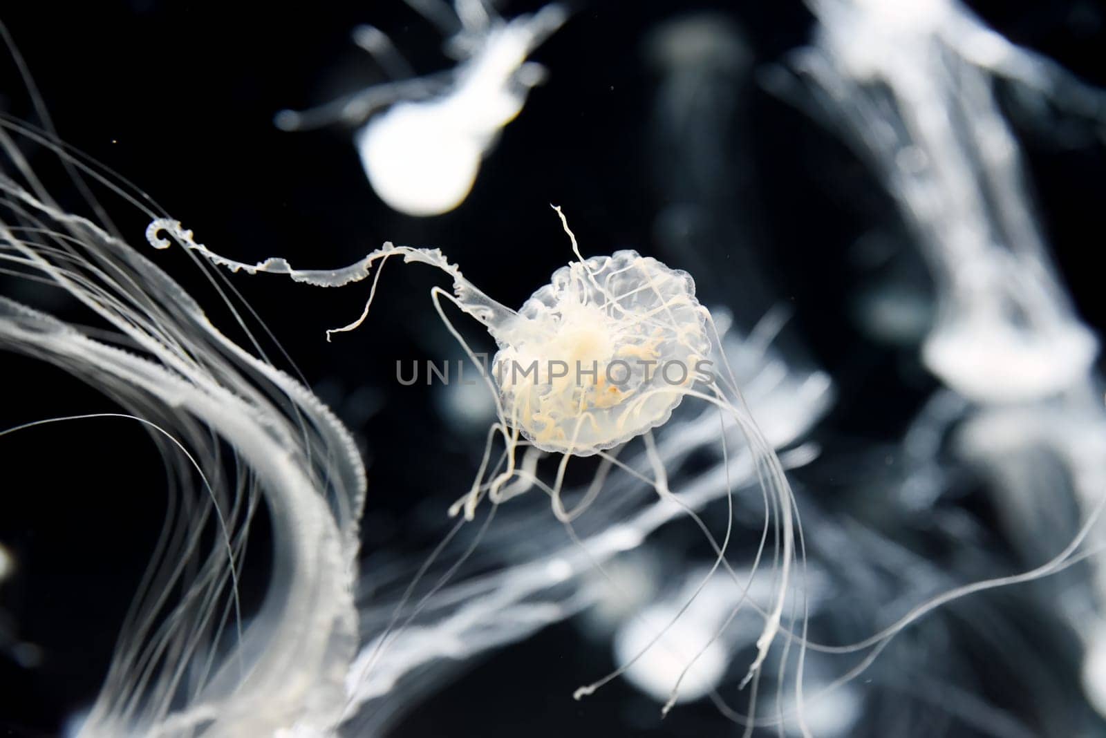 The Chrysaora pacifica jellyfish pulses with quiet elegance, its ghostly form a vision of minimalist beauty in the dark aquarium expanse.