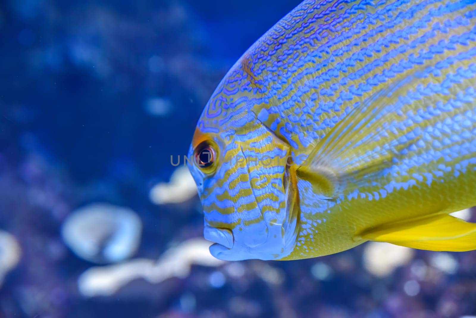 Sailfin snapper fish with blue lines and yellow fins swimming in a coral reef aquarium in Singapore