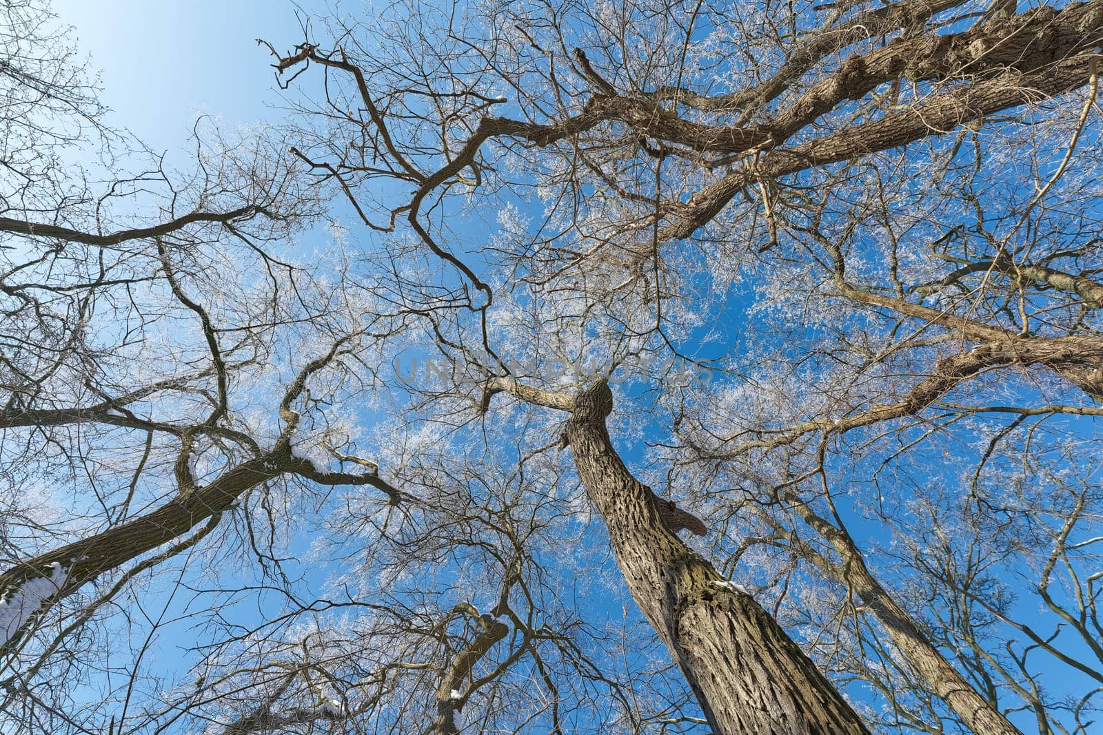 View from below into treetops of trees in the Rotehorn city park in Magdeburg in winter under a blue sky