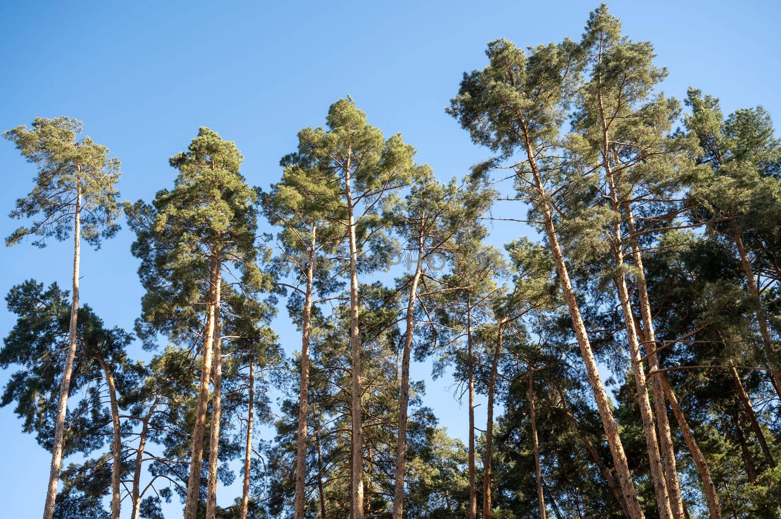 Tall green trees in the forest, against the background of a cloudless blue sky. Tall evergreen pines in the forest.