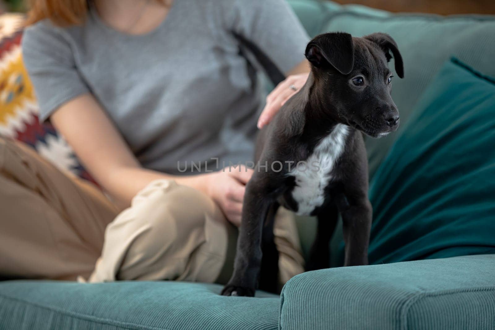A cute black puppy relaxes on a cozy couch, highlighting the bond between pets and their loving owners