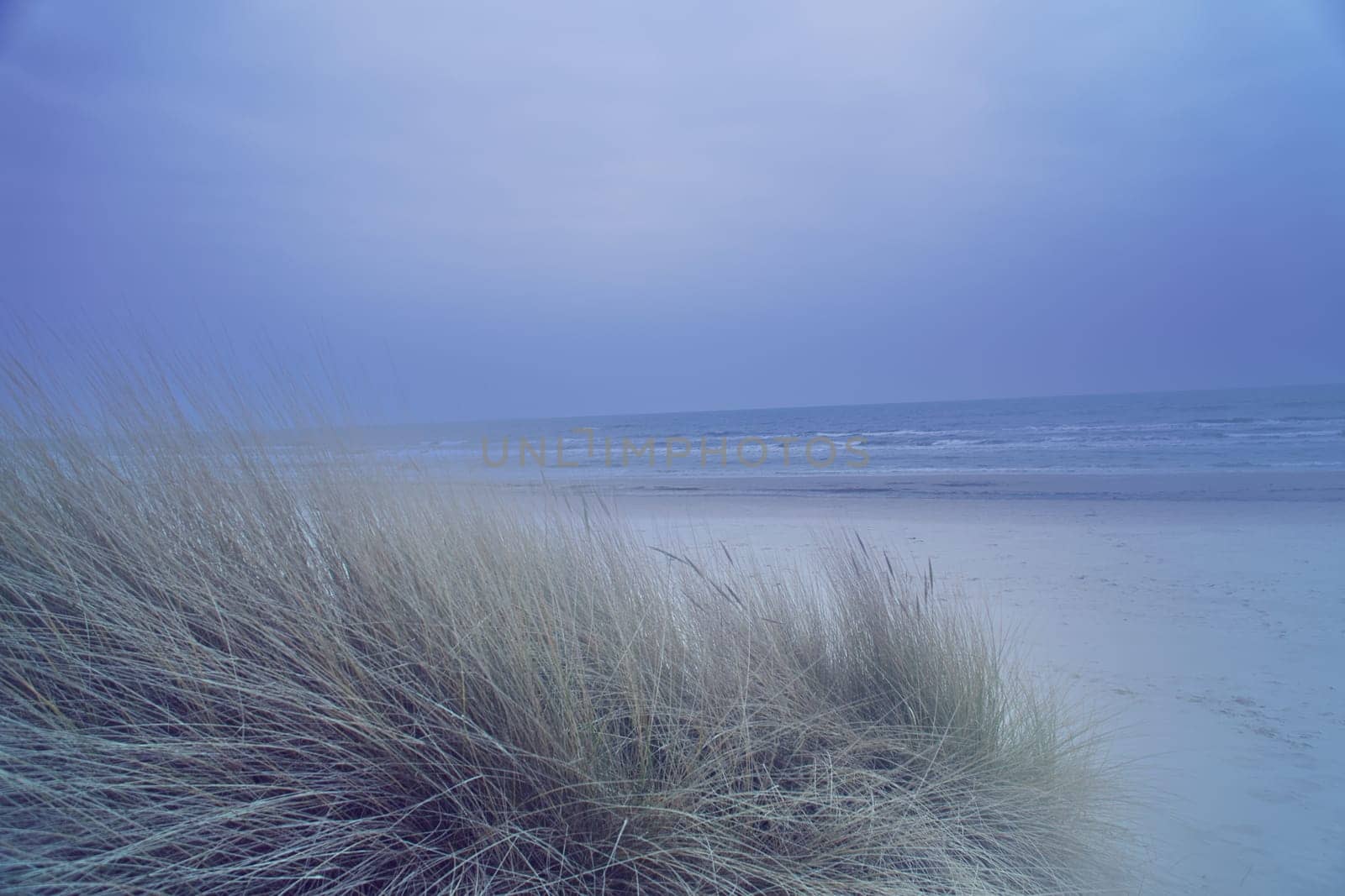 View over the dunes on the island of Usedom to the Baltic Sea. Dune grass and white sand. Nature photo