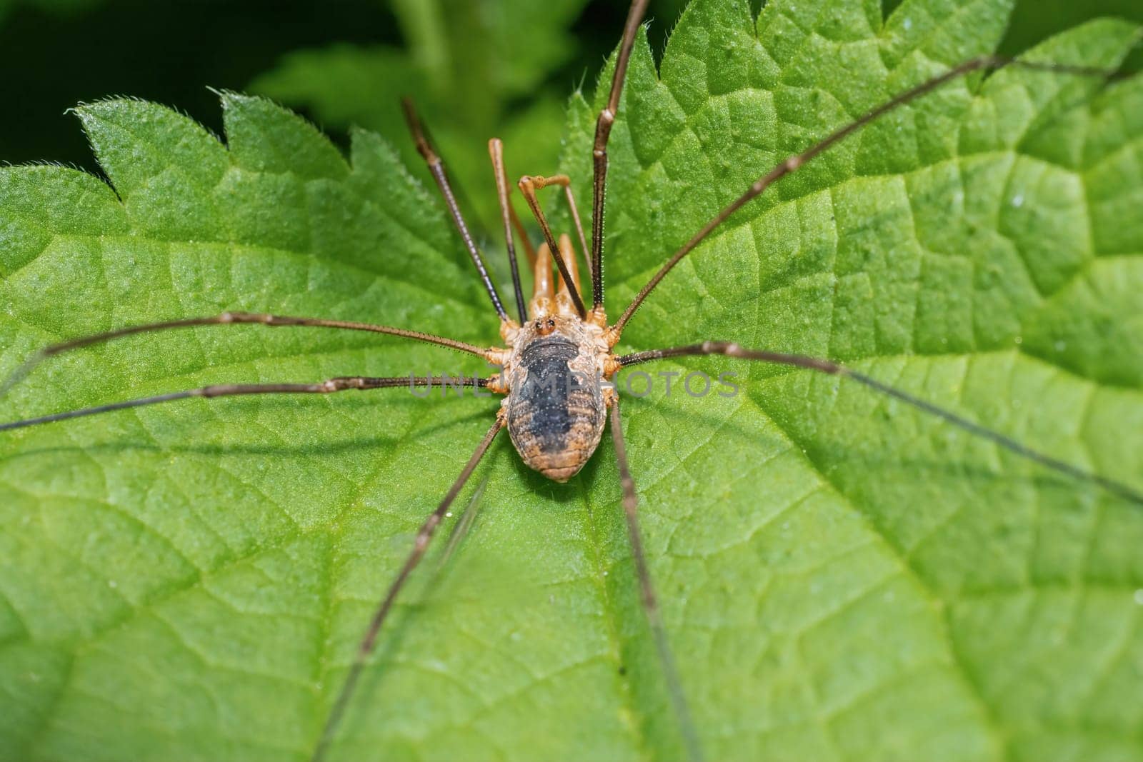 Closeup view of Phalangium opilio, known as the brown harvestman and daddy longlegs. Horizontally. 