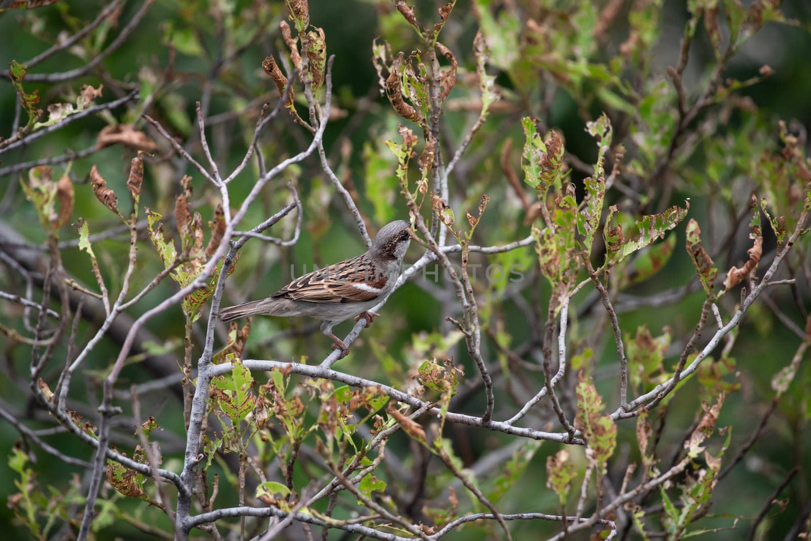 Bird (House Sparrow, Passer domesticus) males brighter black, white, and brown markings color perched on a tree in a nature wild