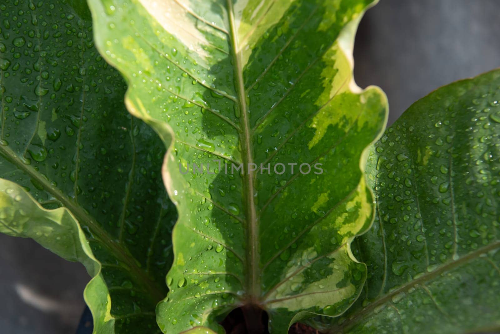 Greenery background, green color of nature plant and leaf environment greenery concept