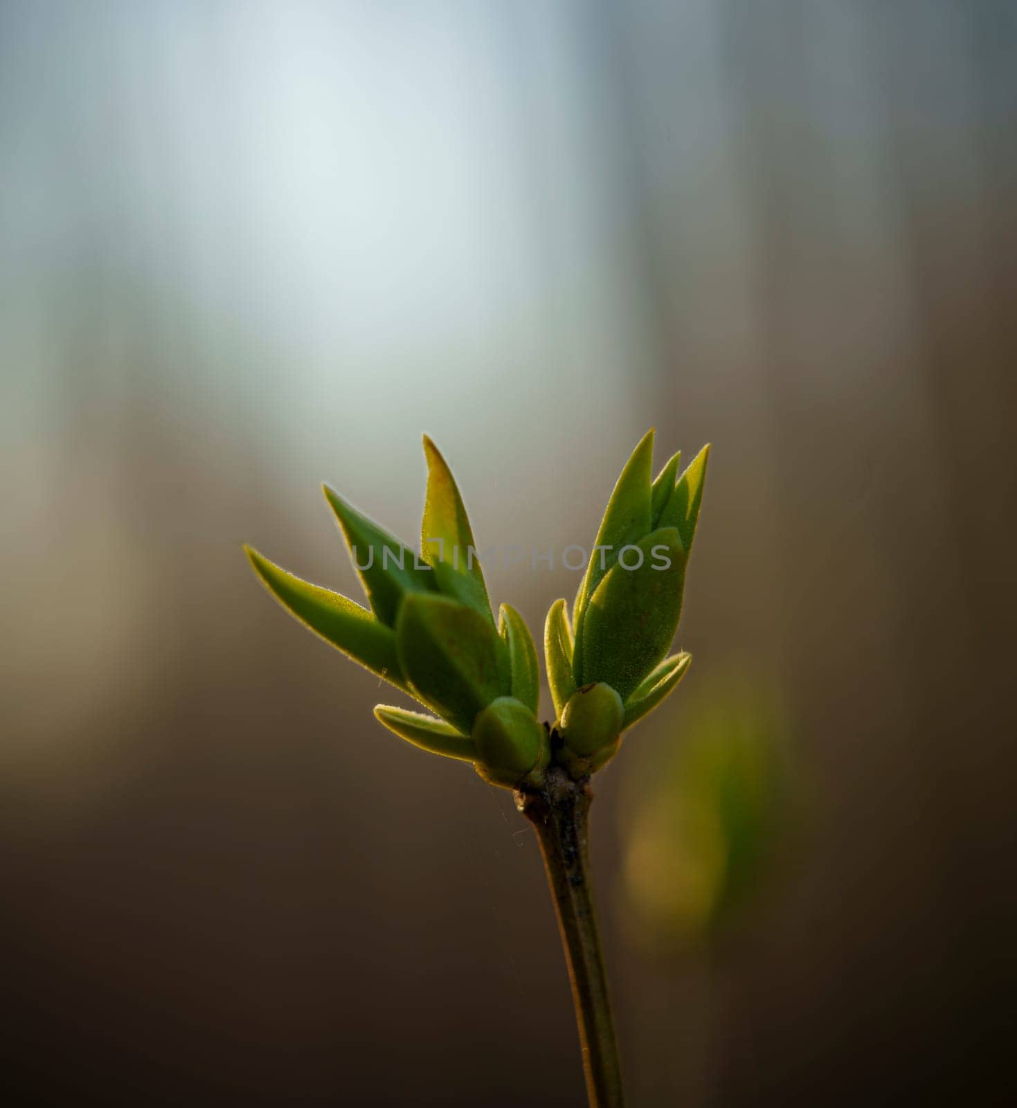 A fresh green bud on a branch illuminated by soft sunrise light, symbolizing new growth and the arrival of spring.