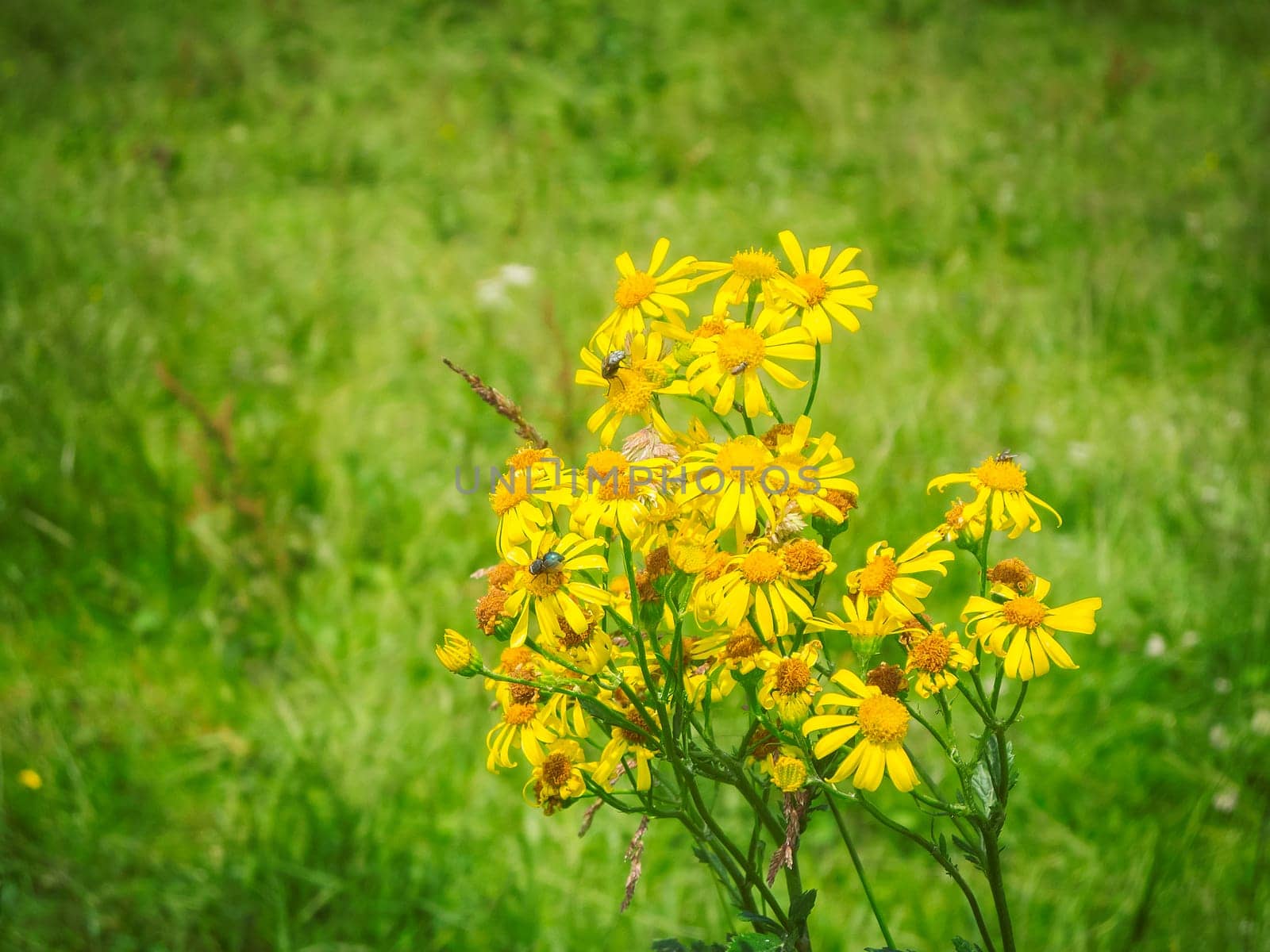 Branched inflorescence of the poisonous ragweed (Senecio jacobaea) with flies in a meadow in Bavaria.