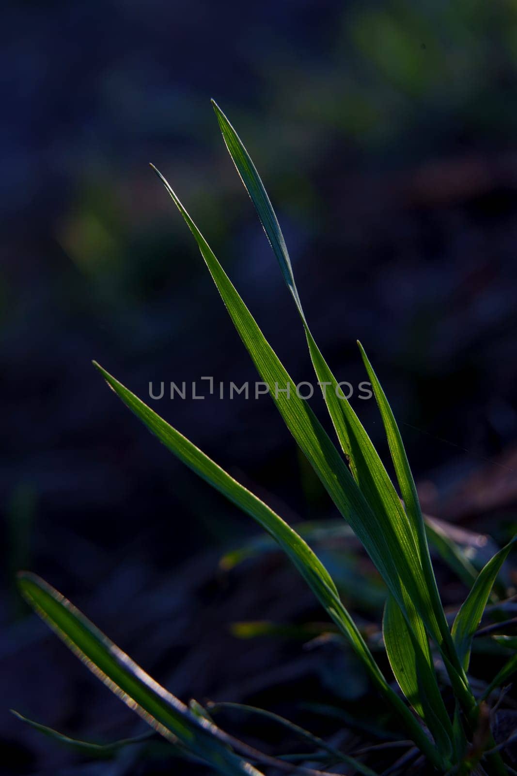Close-up of fresh green grass blades illuminated by warm evening light, against a dark blurred natural background in spring.