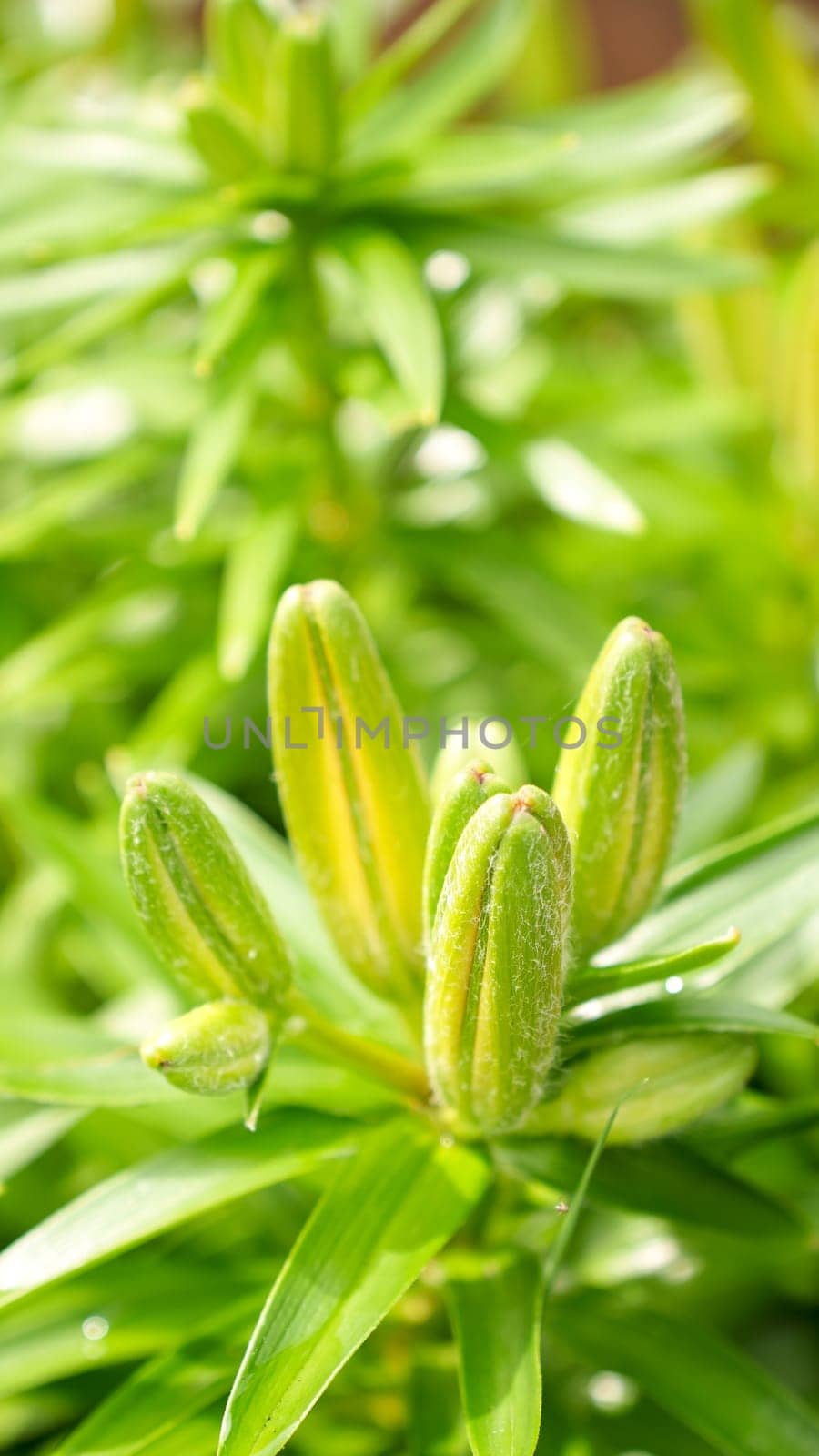 These delicate green lily buds are showcased in detail, highlighting their intricate patterns and vibrant hues enhanced by soft light and glistening water drops, adding elegance to any project.