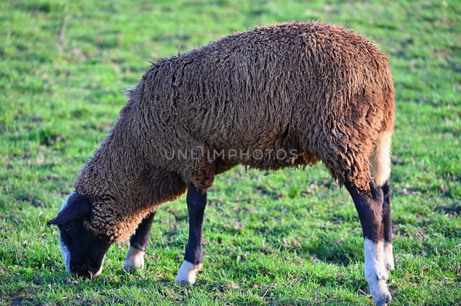 Sheep grazing in the field. Concept for animals and agriculture.