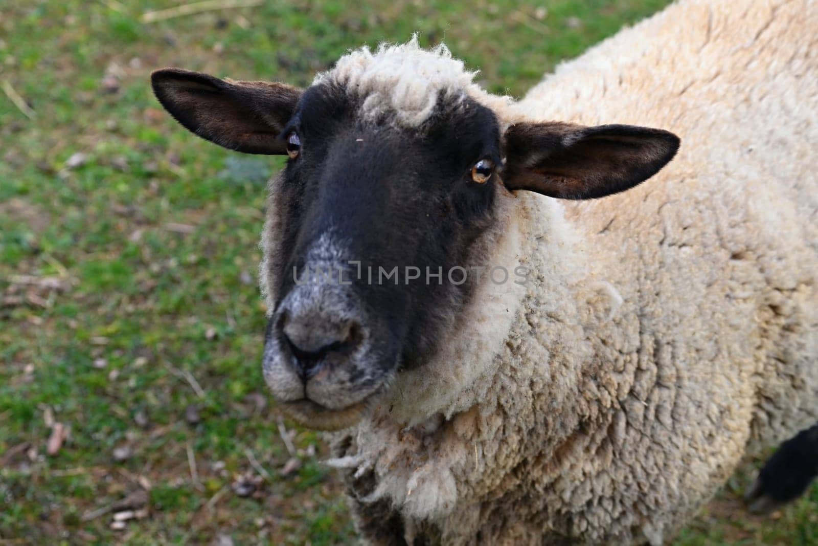 Sheep grazing in the field. Concept for animals and agriculture.