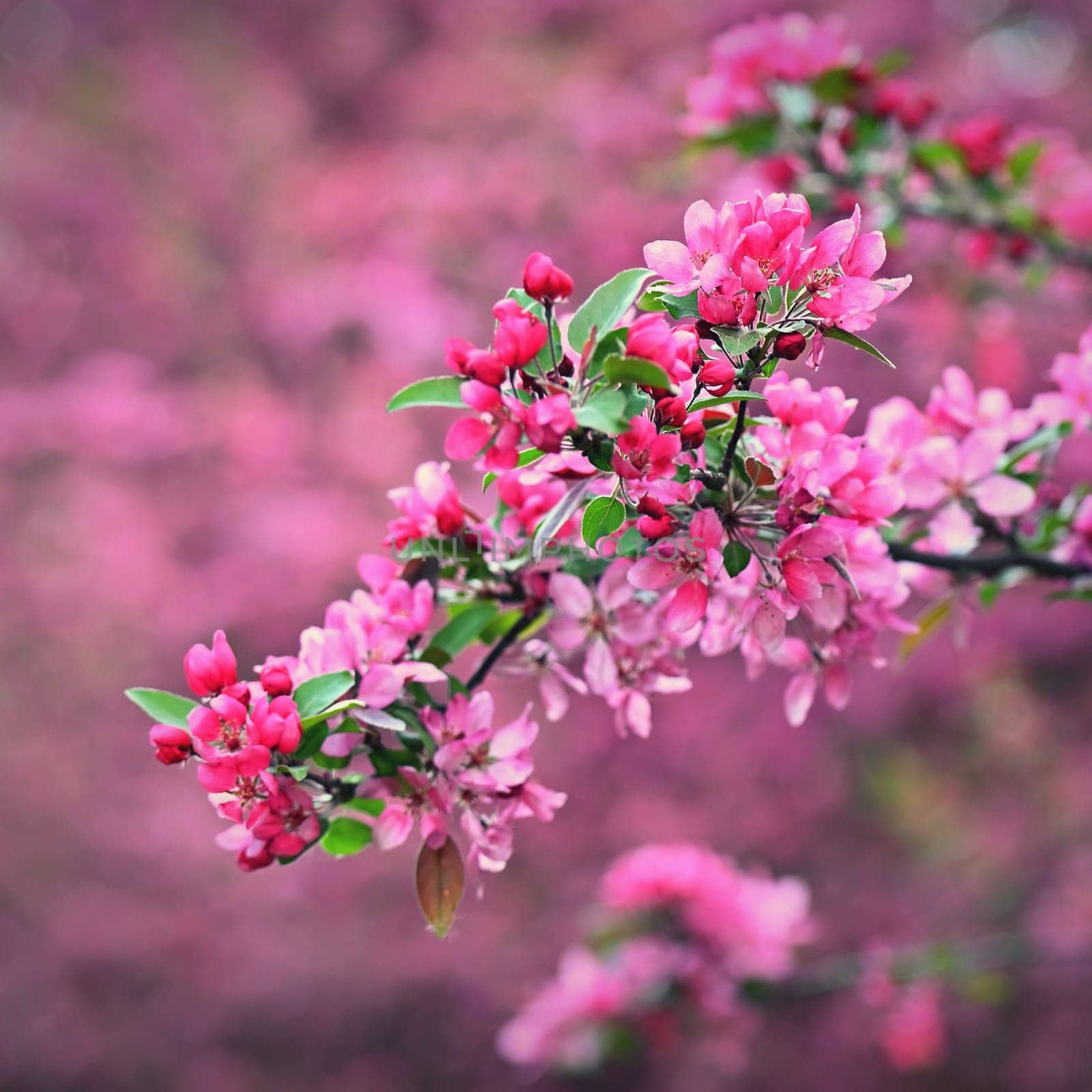 Beautiful blooming pink spring tree. Concept for spring time and nature. Blooming background in the park