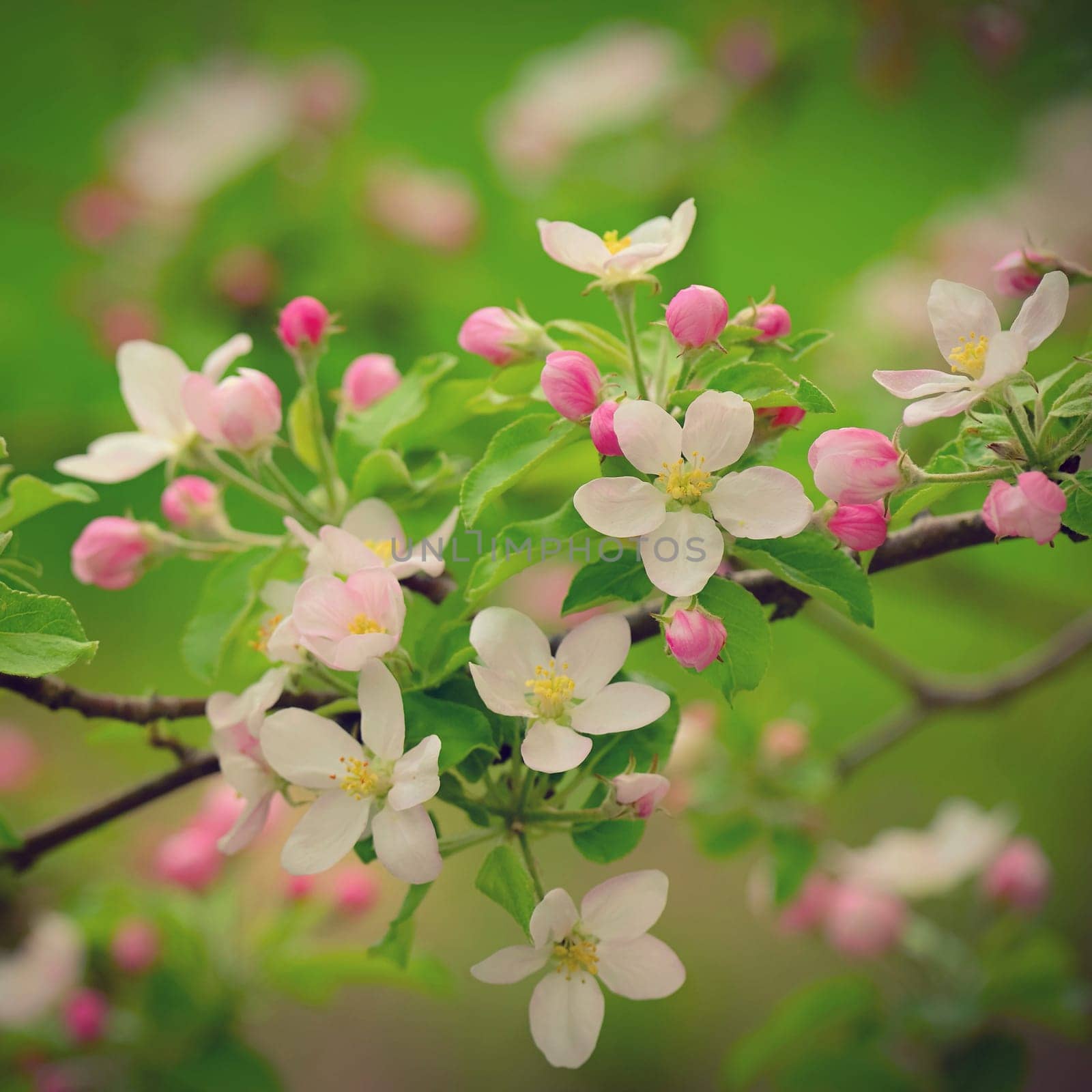 Spring background with blossoming fruit tree. Beautiful blooming apple tree in spring time.