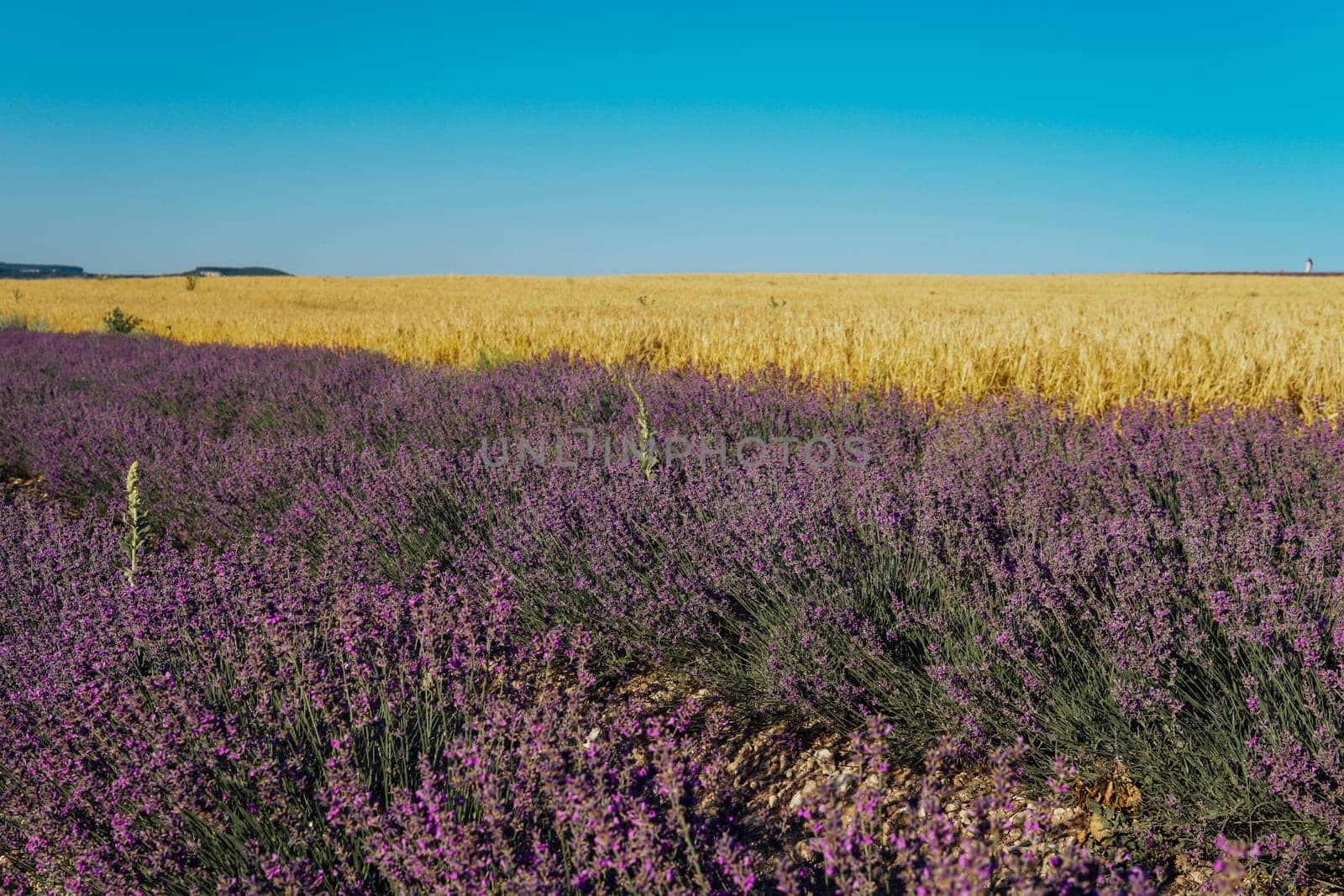 Field of purple lavender and yellow wheat before harvest