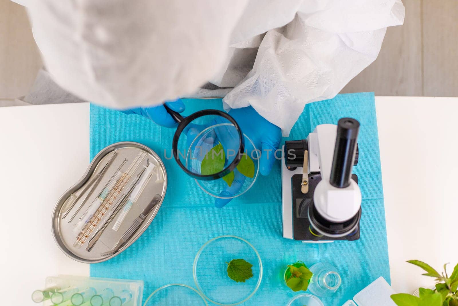 Research of plants in the laboratory. Selective focus. nature.