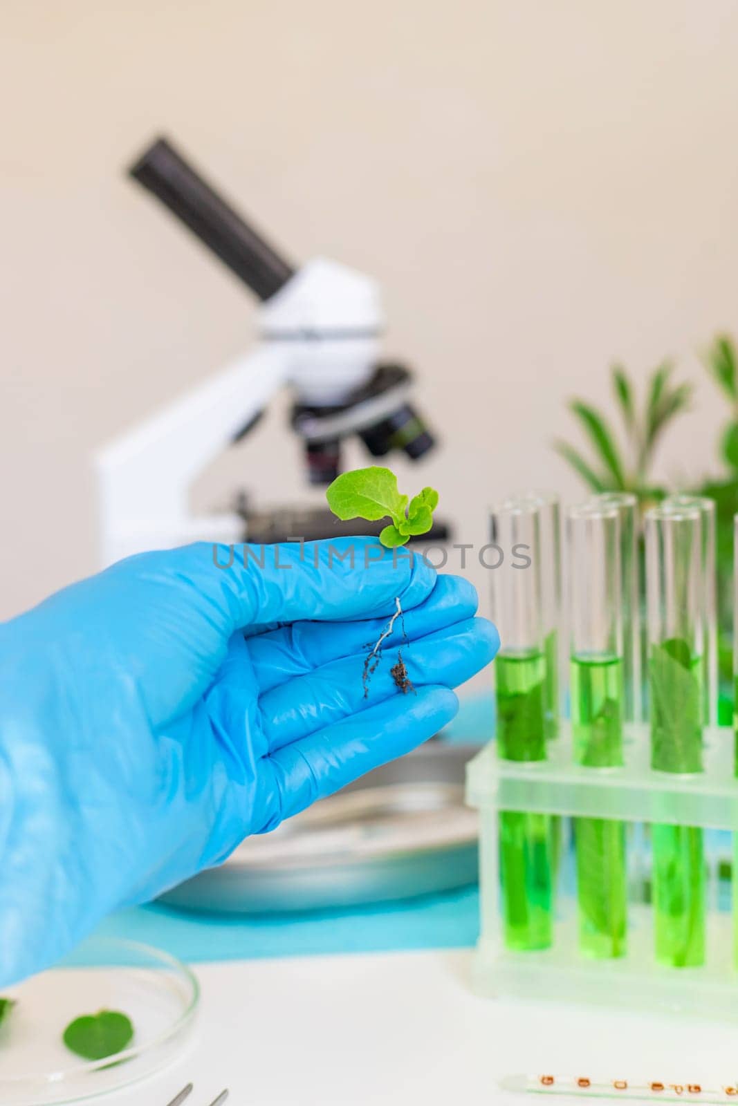 Research of plants in the laboratory. Selective focus. nature.