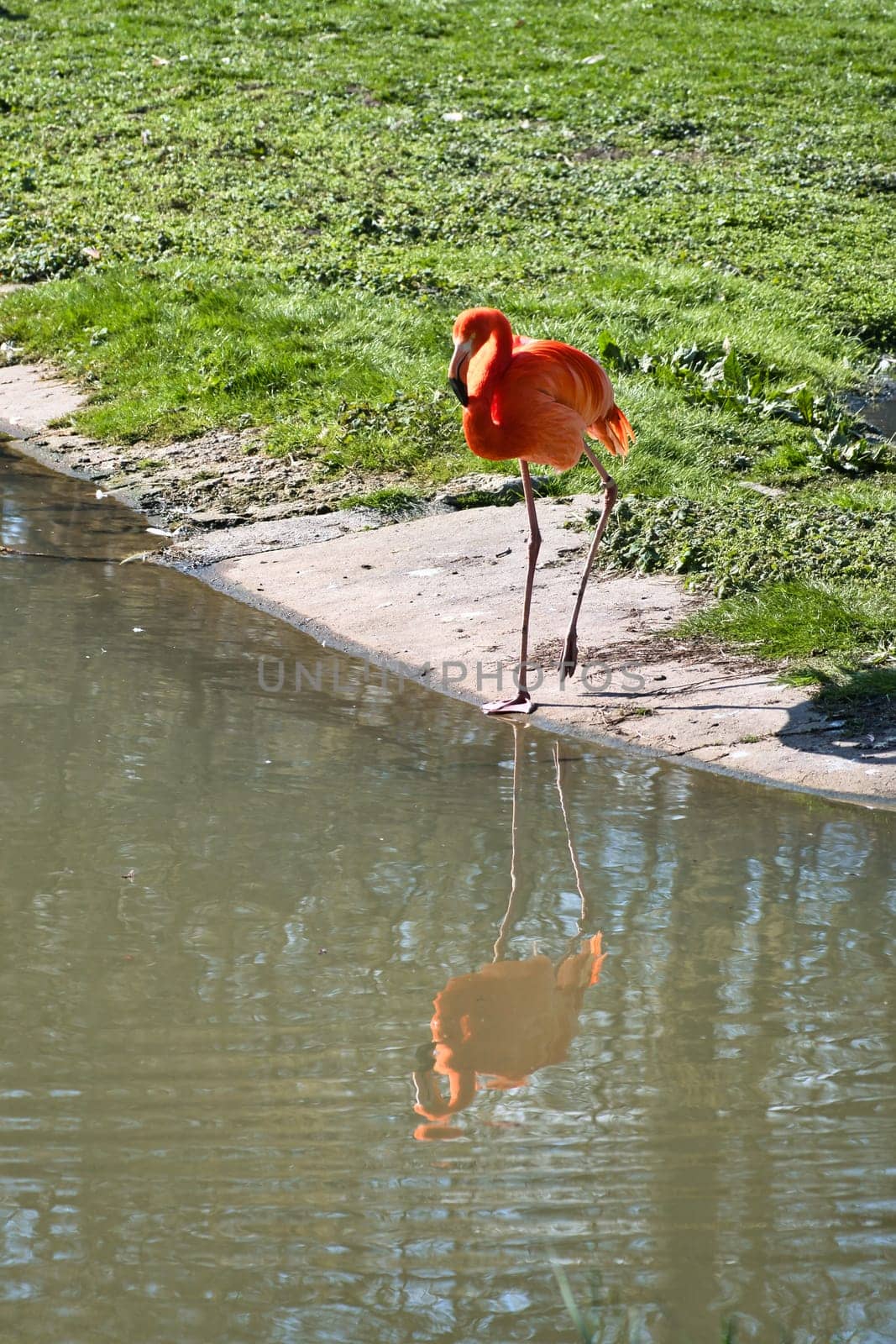 A flamingo stands in front of water, surrounded by green grass. Its bright orange color and graceful legs lend the picture elegance and charisma