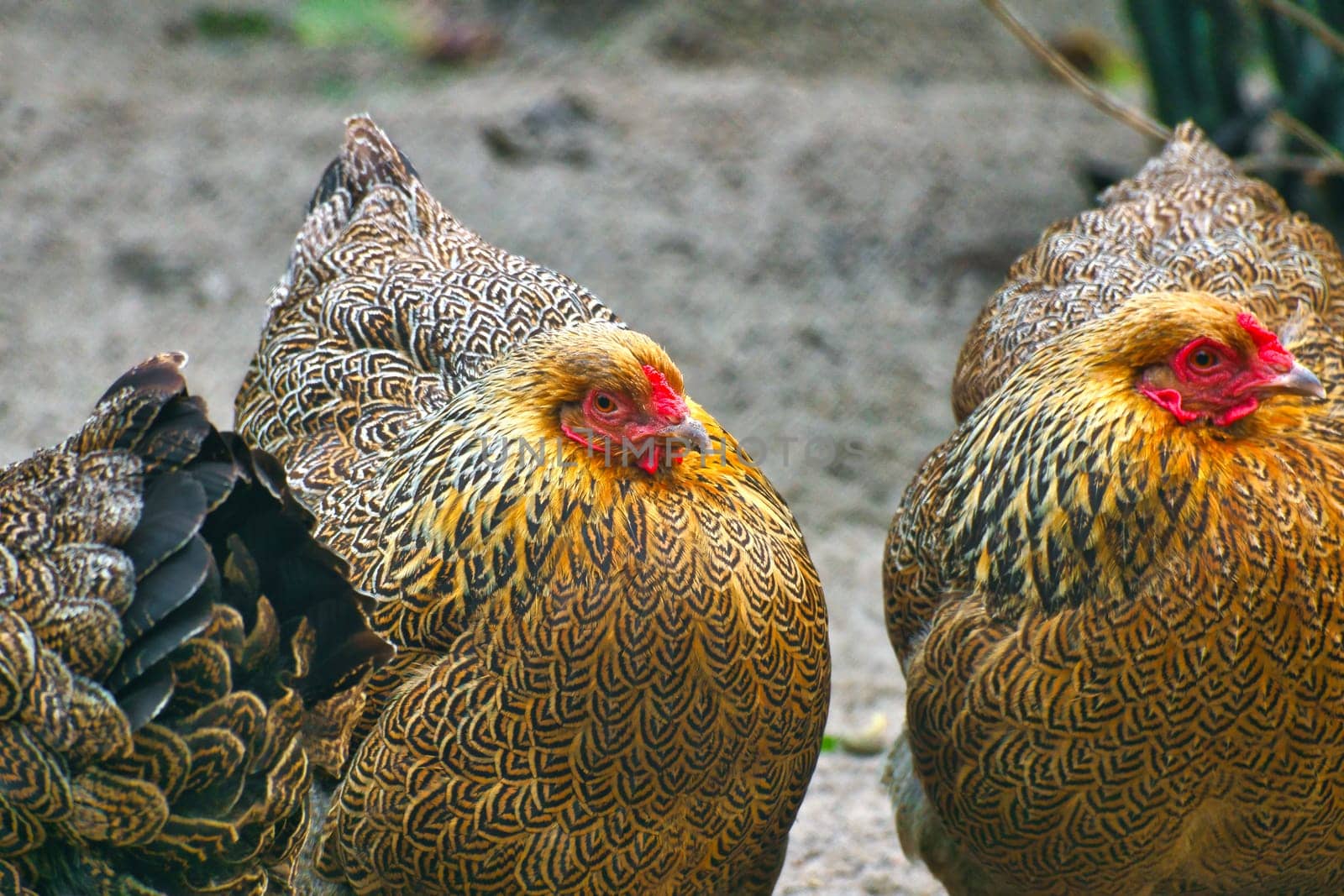 Chickens with colorful and beautiful plumage patterns. Rural idyll, farm atmosphere and natural wildlife in bright colors.