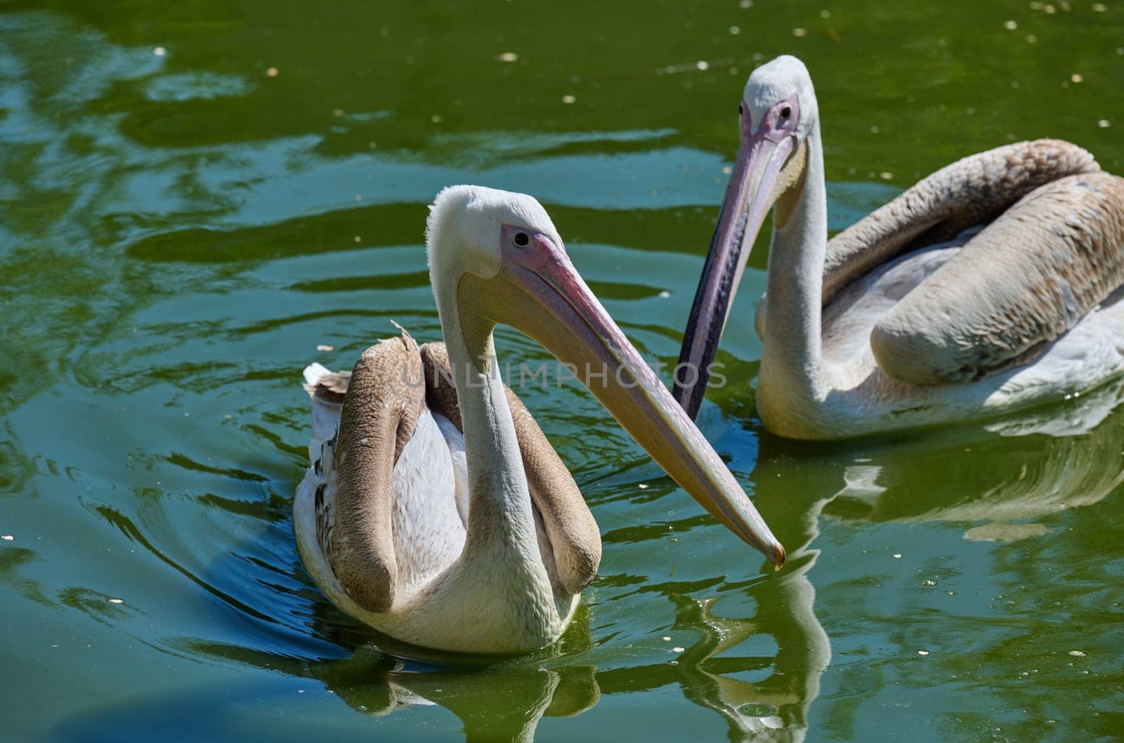 White adult pelican swimming on a pond with green water