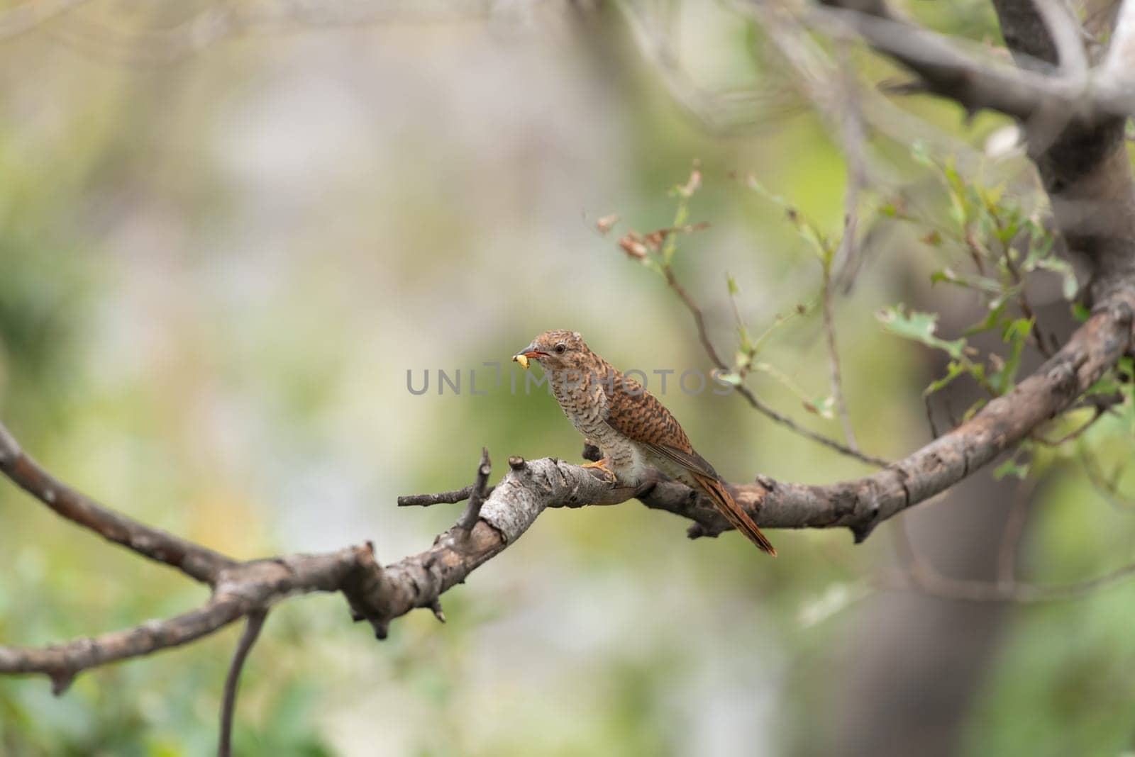 Bird (Plaintive Cuckoo, Cacomantis merulinus) black, yellow, brown and orange color perched on a tree in a nature wild