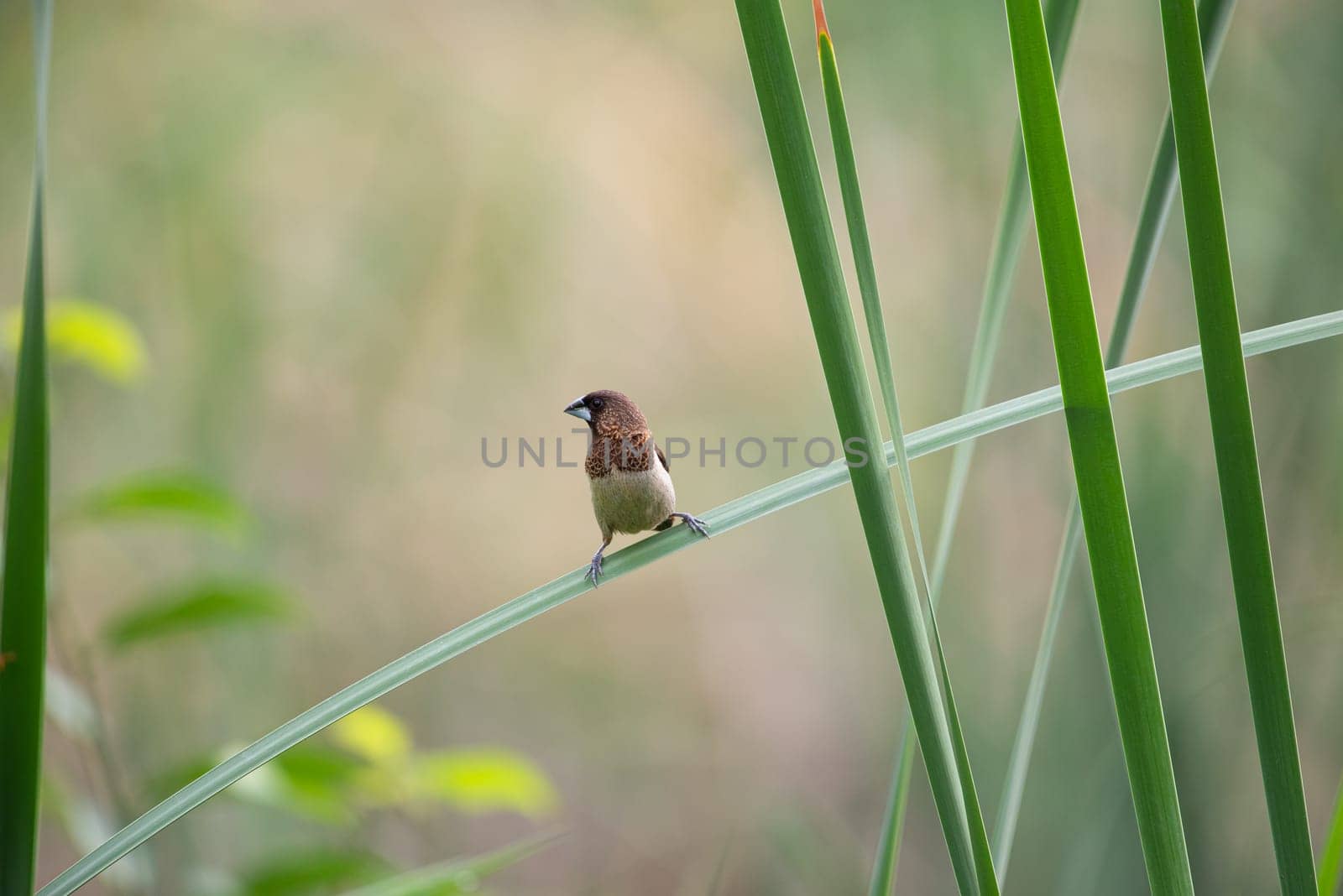 Bird (Scaly-breasted Munia or Lonchura punctulata) white and brown color perched on a tree in a nature wild