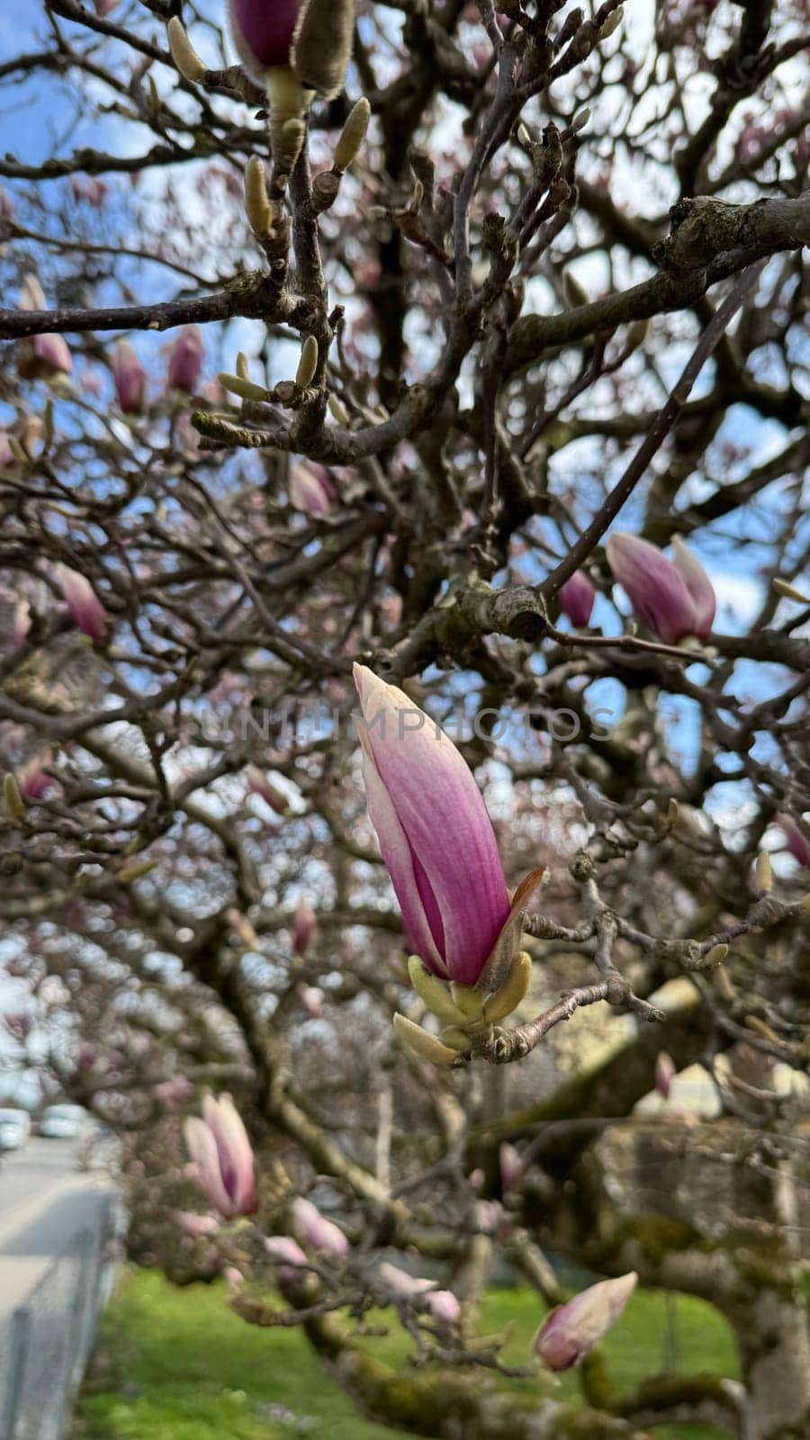 Magnificent magnolia buds blooming on branches during springtime display vibrant colors and delicate petals, creating a stunning natural scene that captivates floral enthusiasts and nature lovers