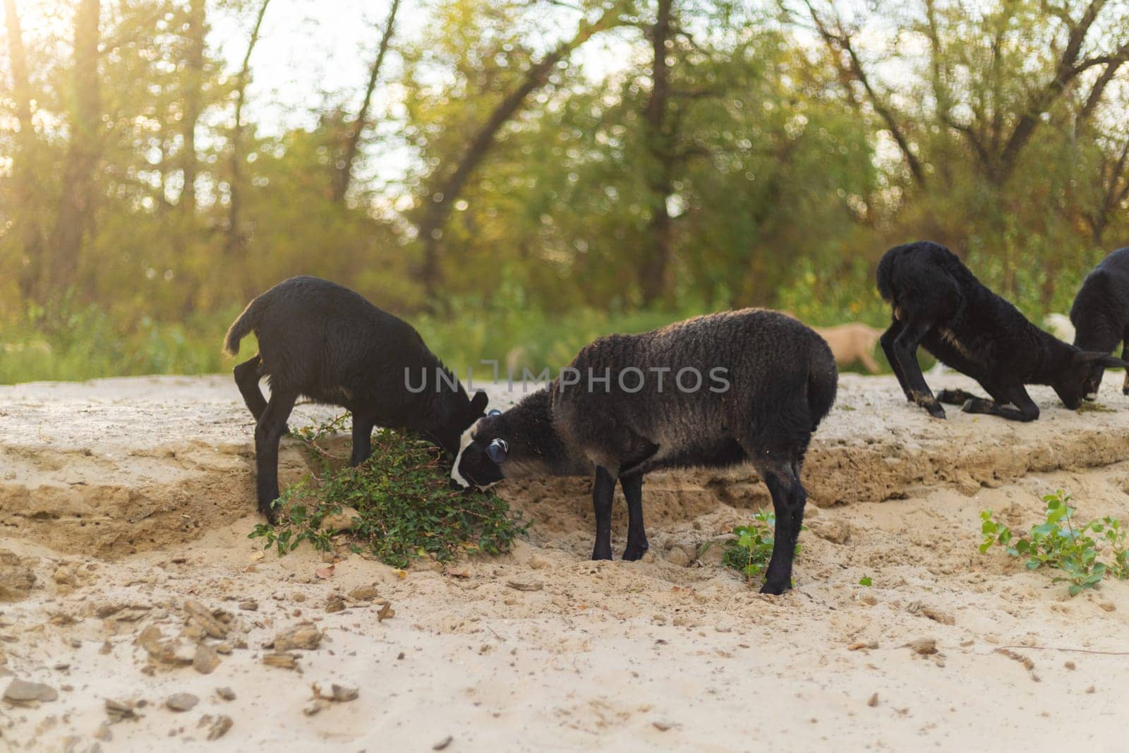Group of black sheep eating green plants on sandy soil with trees in the background under natural sunlight.